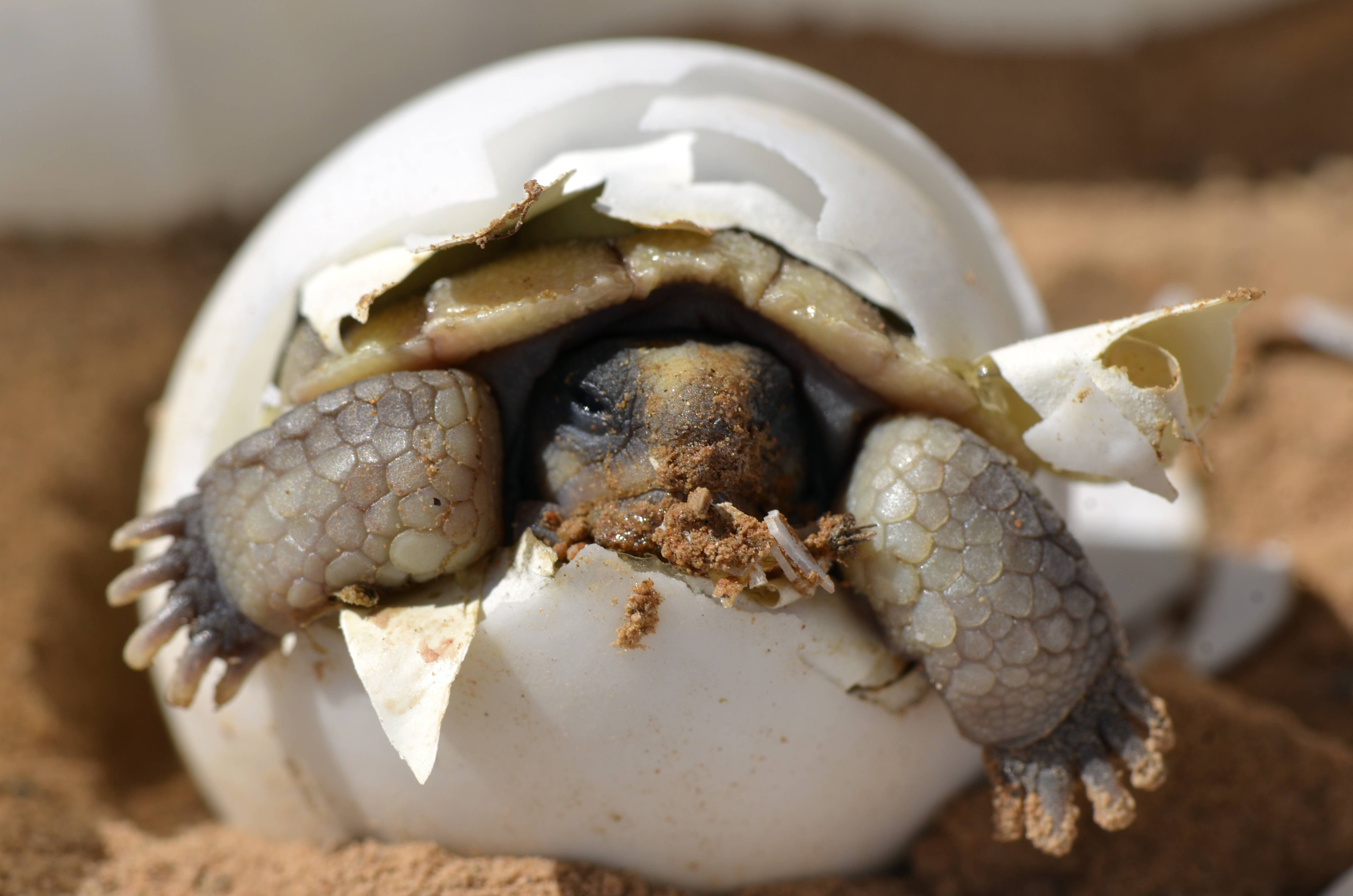 baby tortoise, cracked egg, tiny claws, 4K Desktop Wallpaper