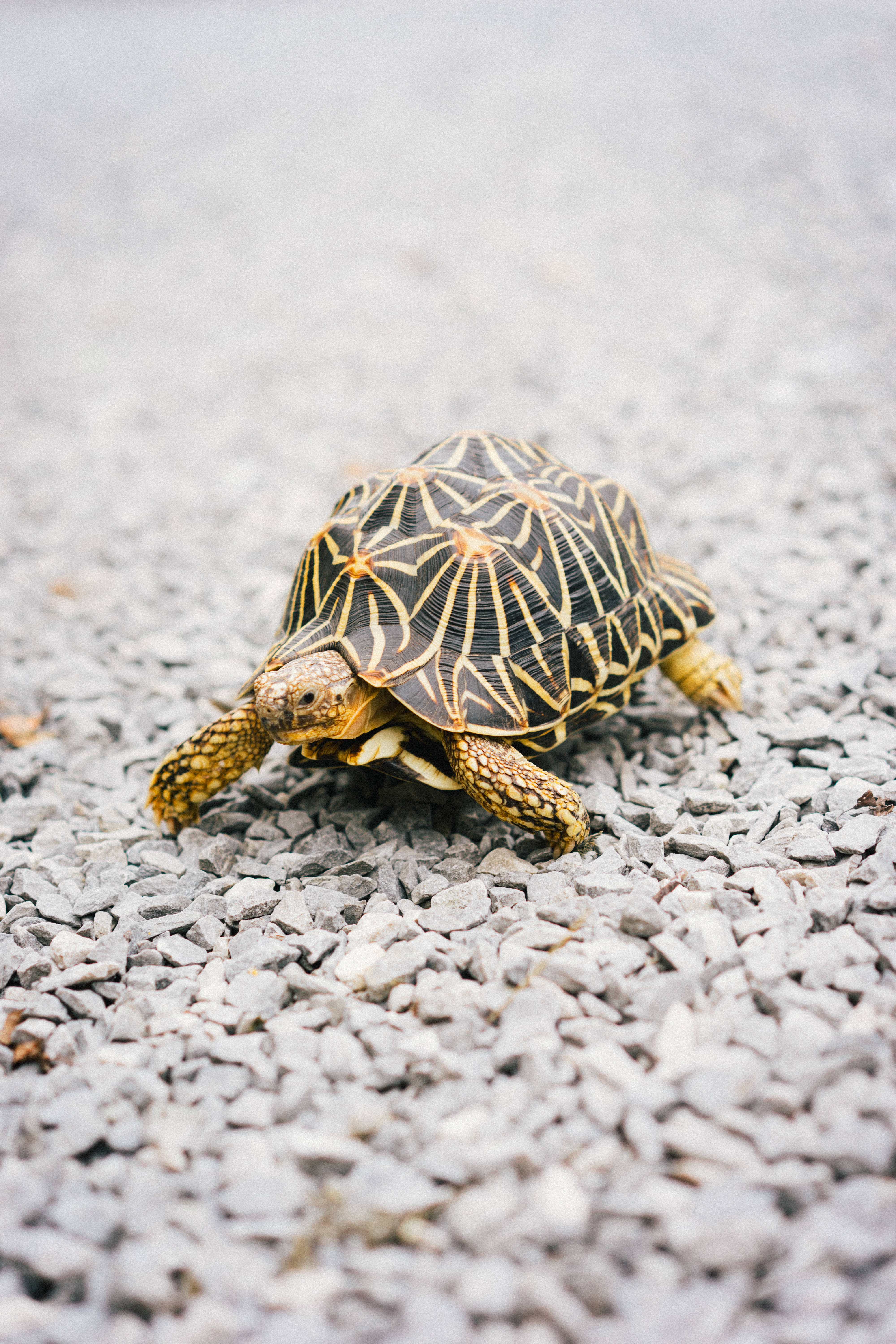 Tortoise, star-patterned, golden markings, 5K Phone Wallpaper