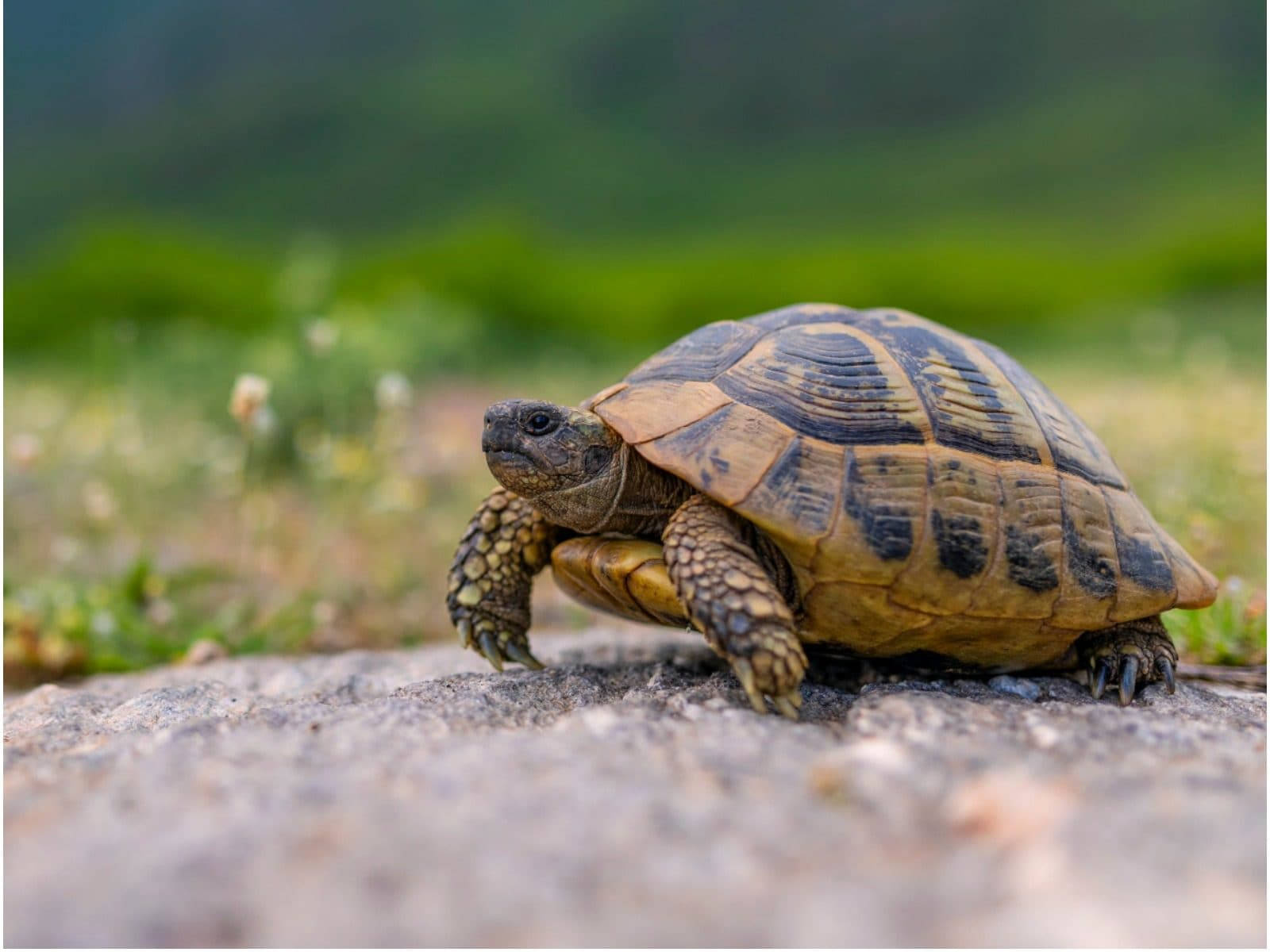 tortoise, patterned shell, sunlit rock, HD Desktop Wallpaper