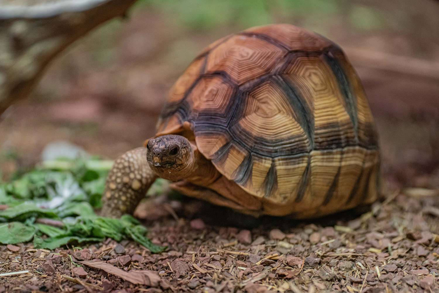 Tortoise, patterned shell, green leaves, HD Desktop Wallpaper