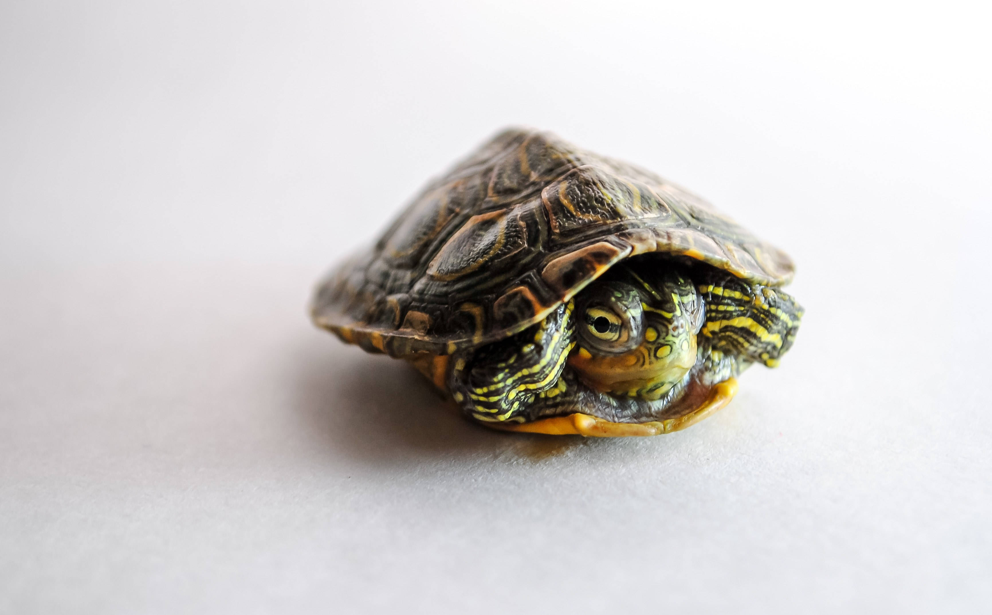 Tortoise, yellow and black markings, shell, 2K Desktop Wallpaper
