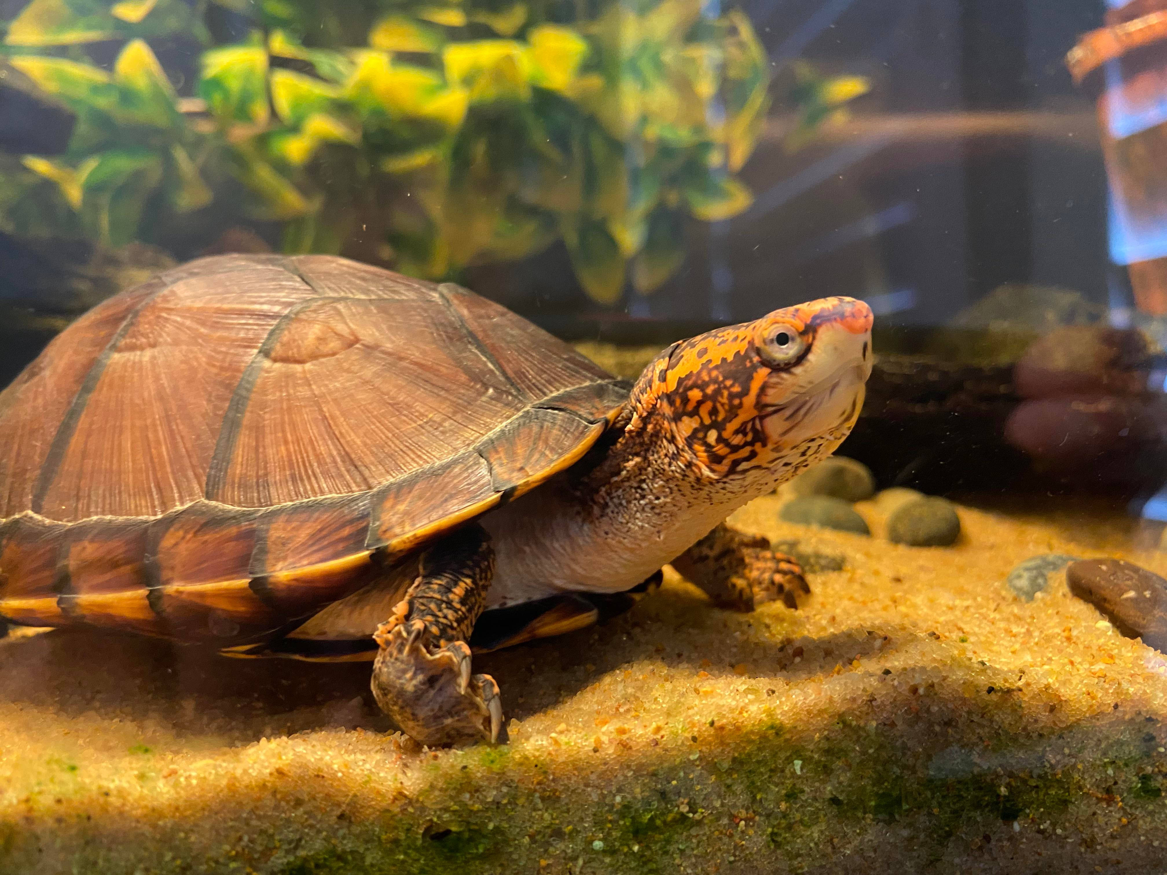 mud turtle, orange head patterns, sandy substrate, 4K Desktop Wallpaper
