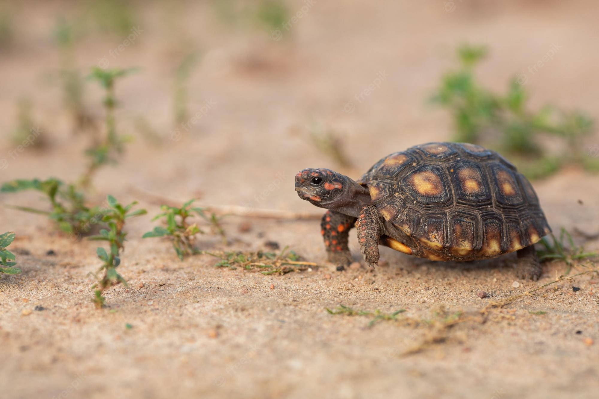 tortoise, patterned shell, sandy ground, Full HD Desktop Wallpaper
