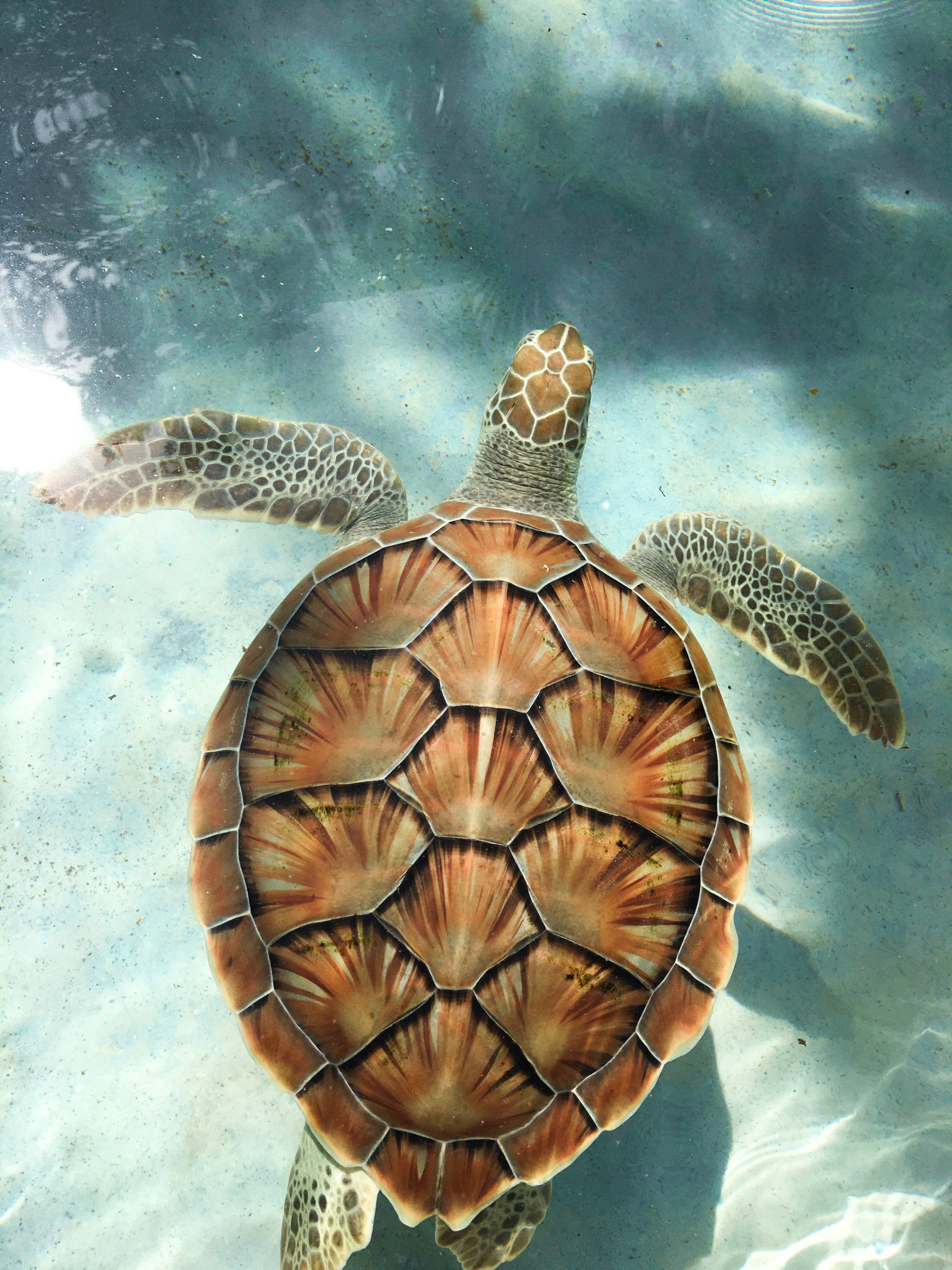 Tortoise, calm sea, azure waters, 4K Phone Wallpaper