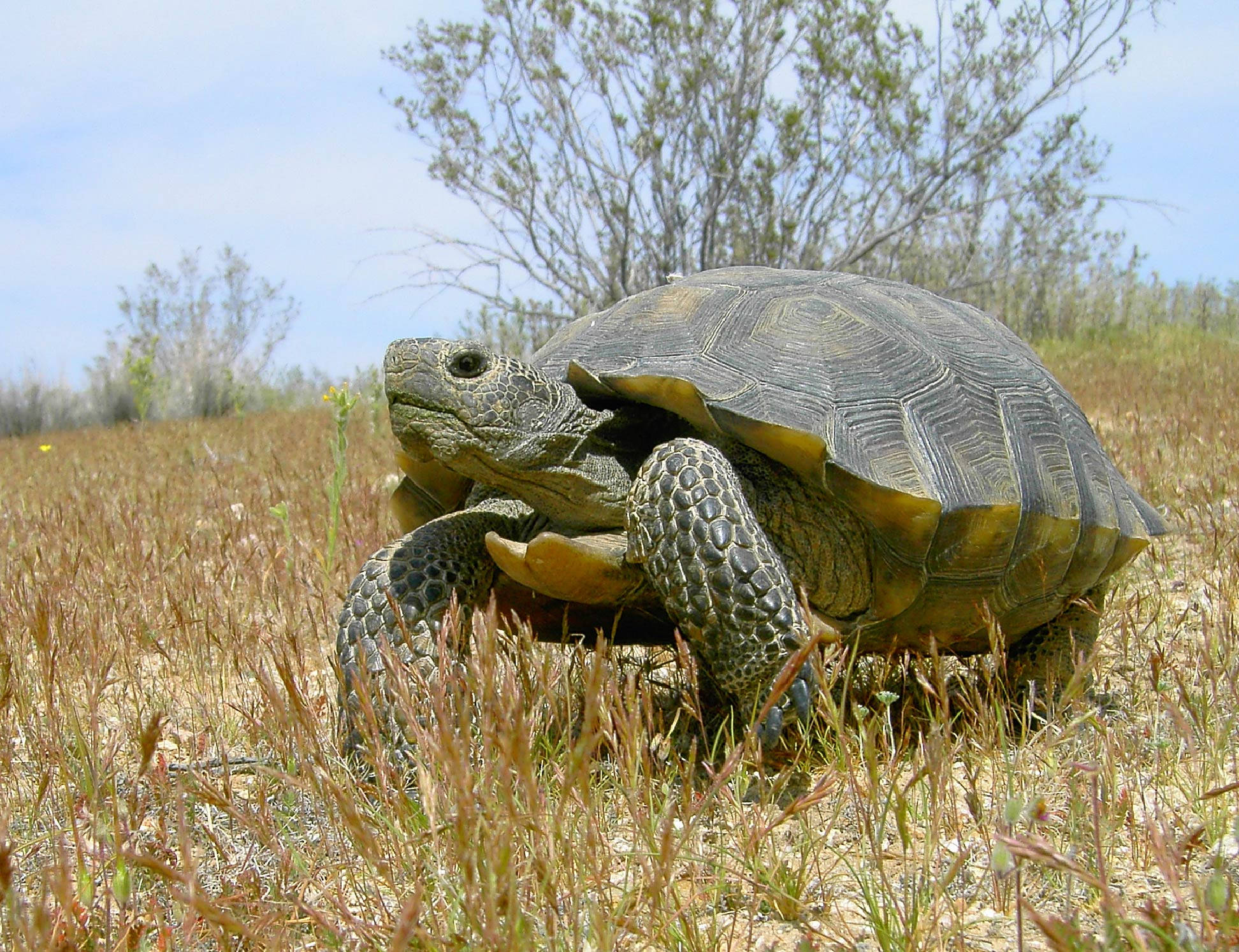 desert tortoise, bright blue sky, dry grass, Full HD Desktop Wallpaper