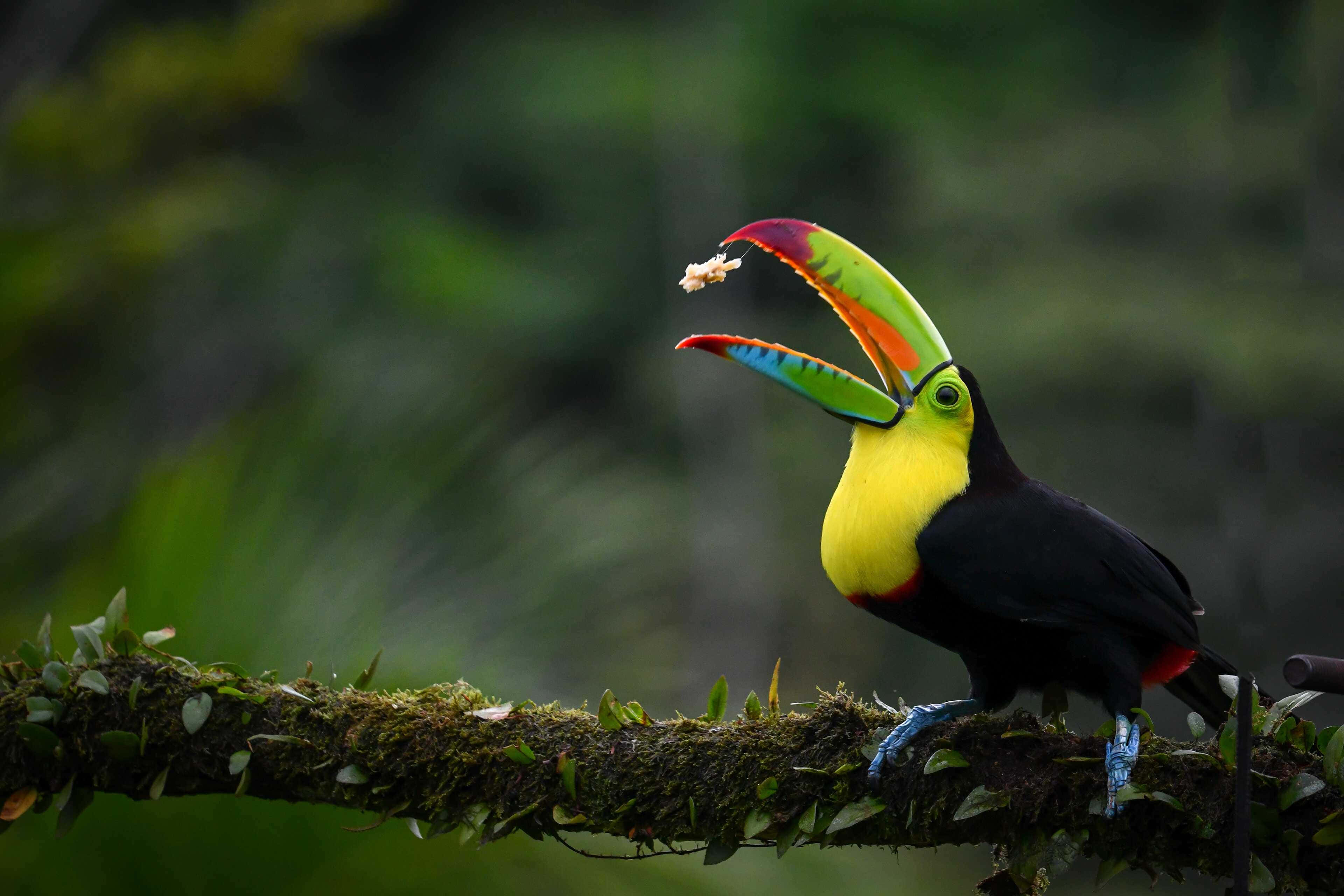 toucan, mossy branch, lush green forest, 4K Desktop Wallpaper