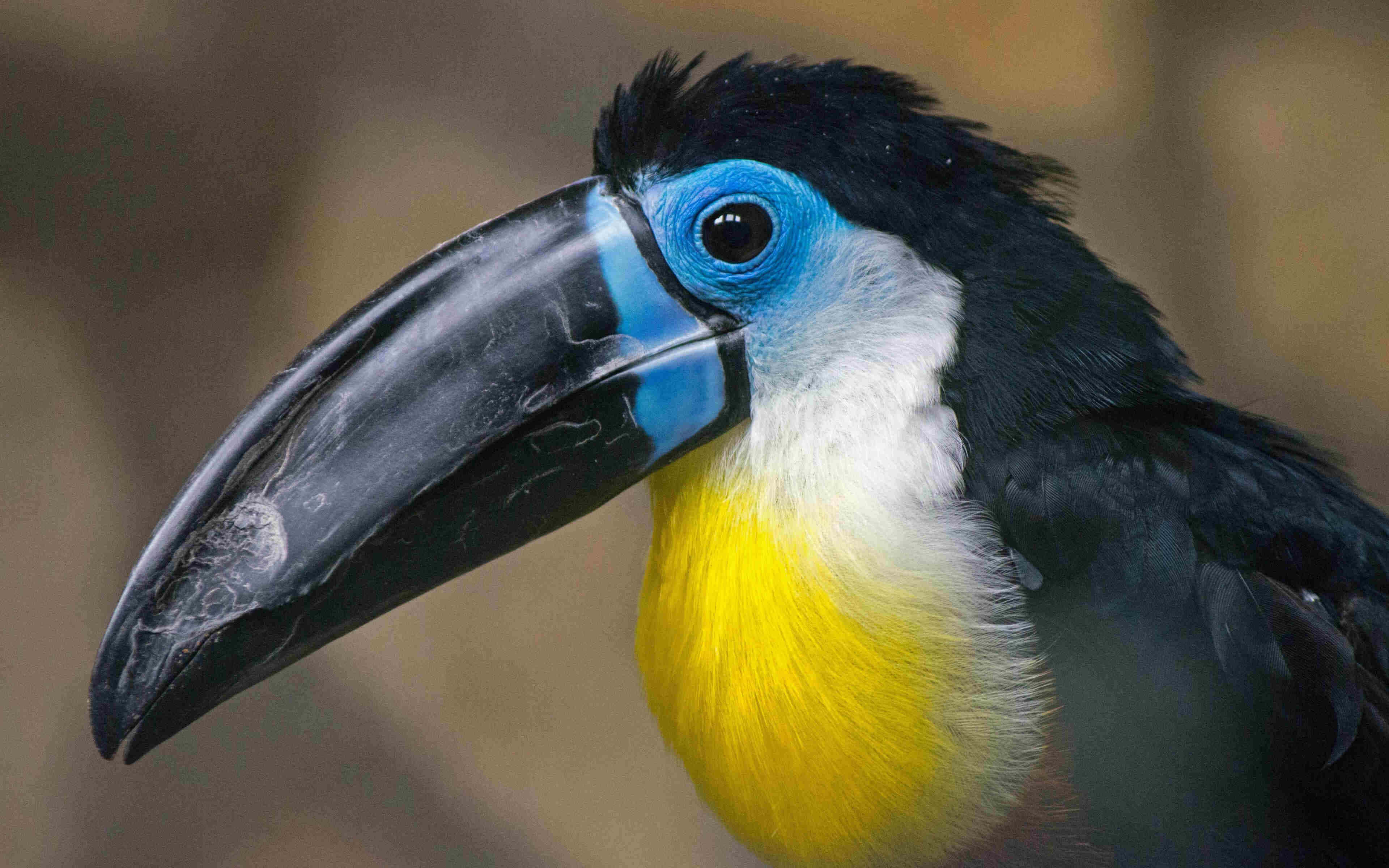 toucan, black beak, blue eye ring, 4K Desktop Wallpaper