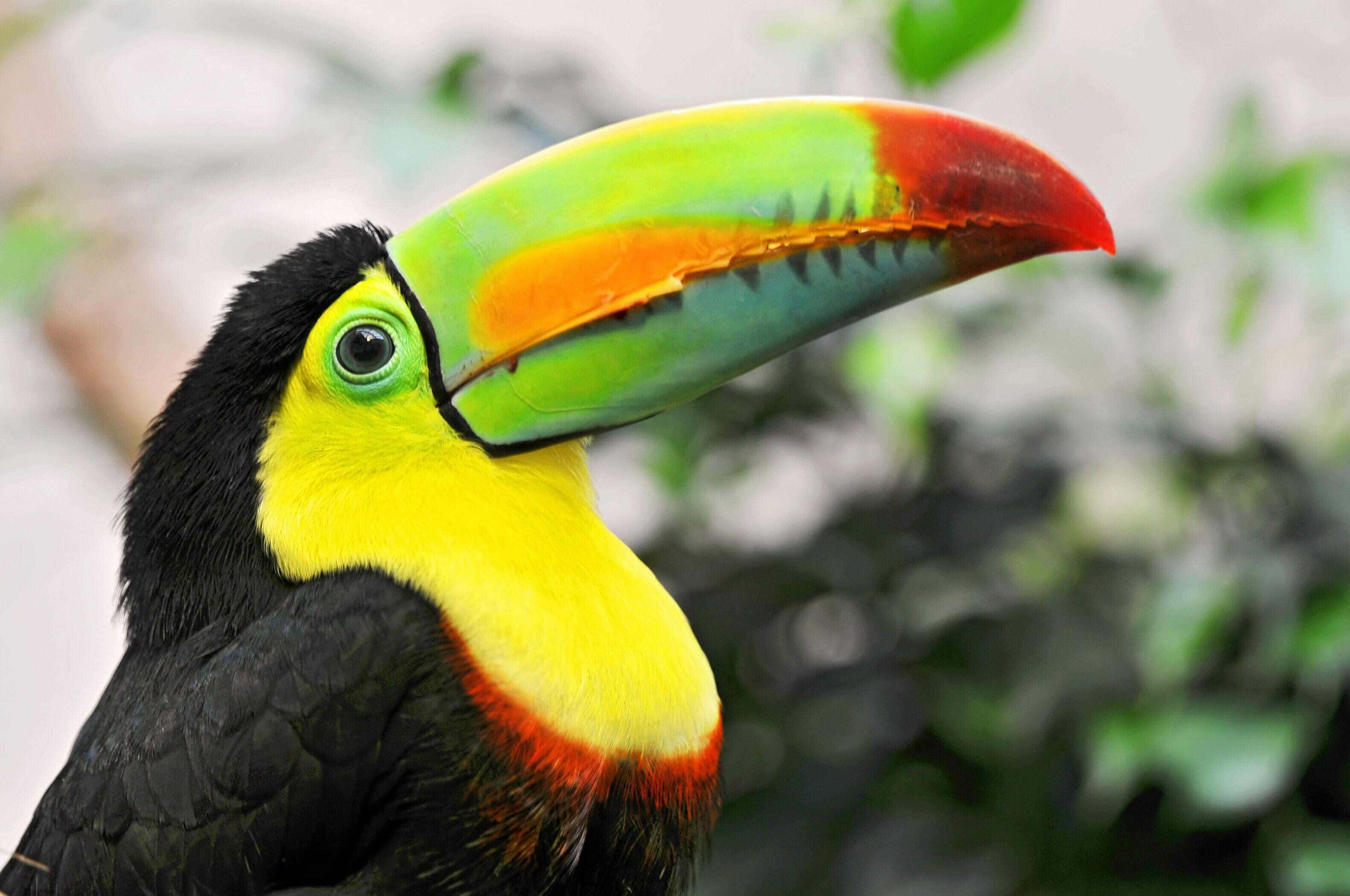 vibrant toucan, rainbow-colored beak, yellow throat, 2K Desktop Wallpaper