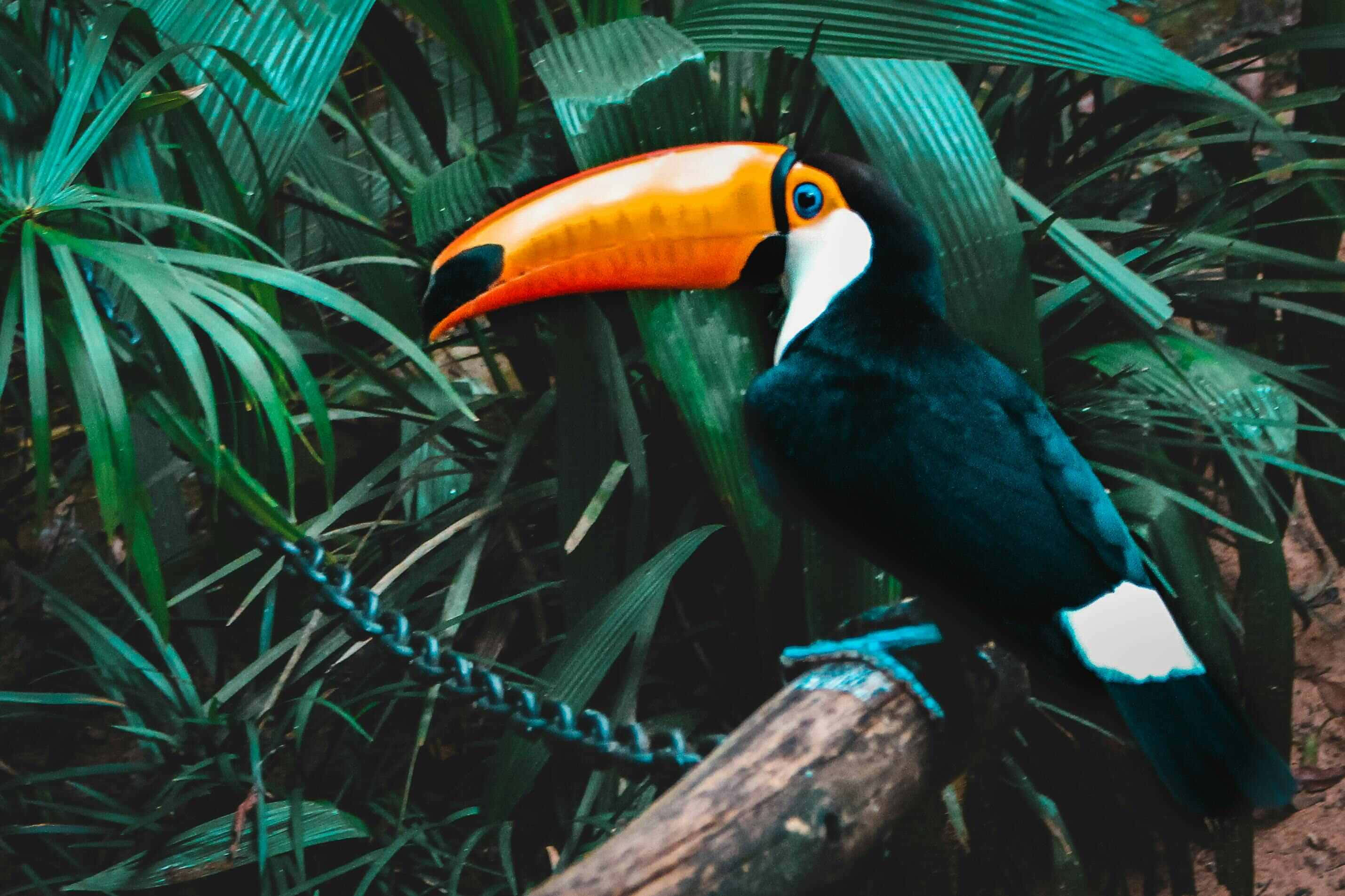 vibrant toucan, bright orange beak, lush green tropical foliage, 2K Desktop Wallpaper