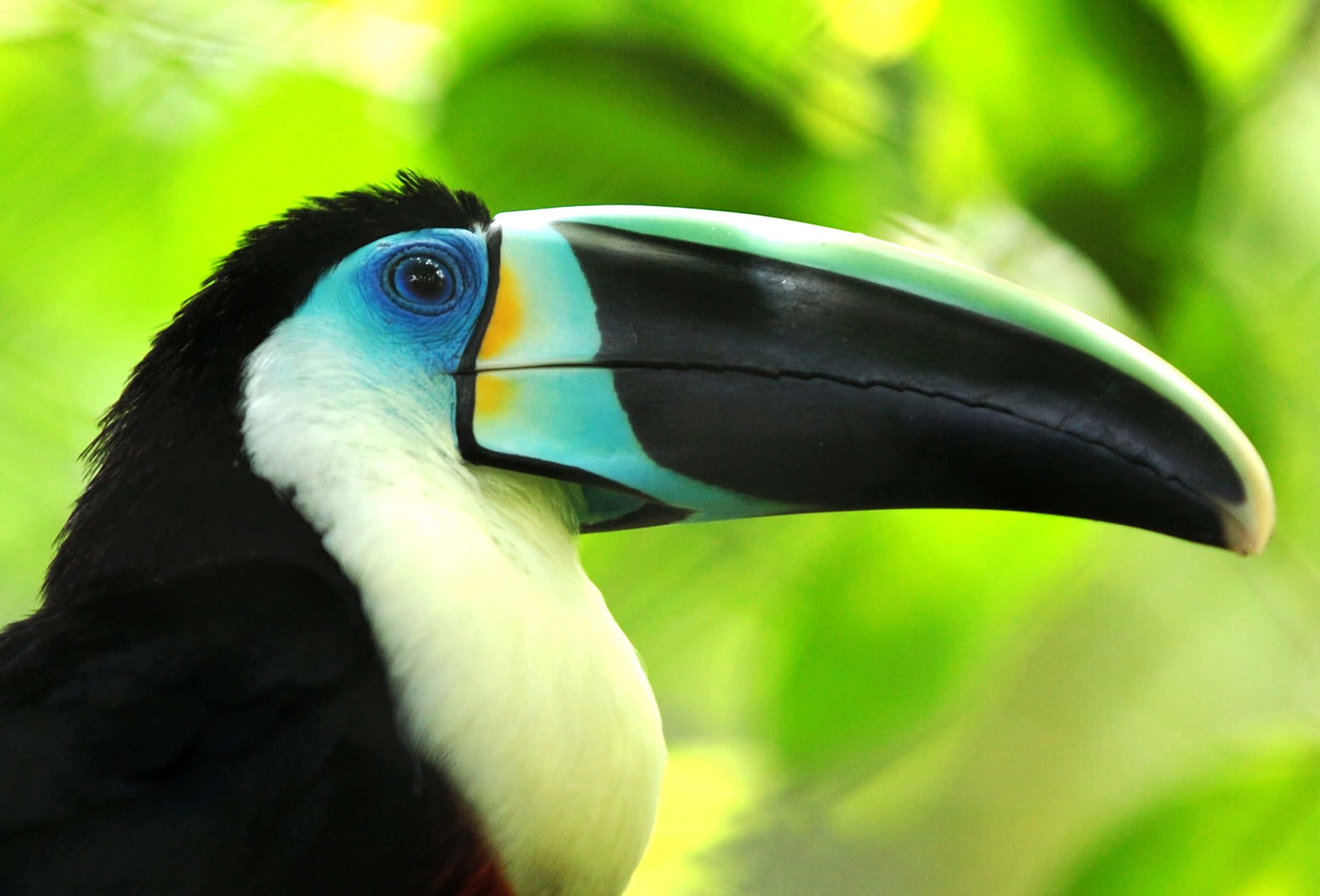 toucan, large colorful beak, blue eye, Full HD Desktop Wallpaper