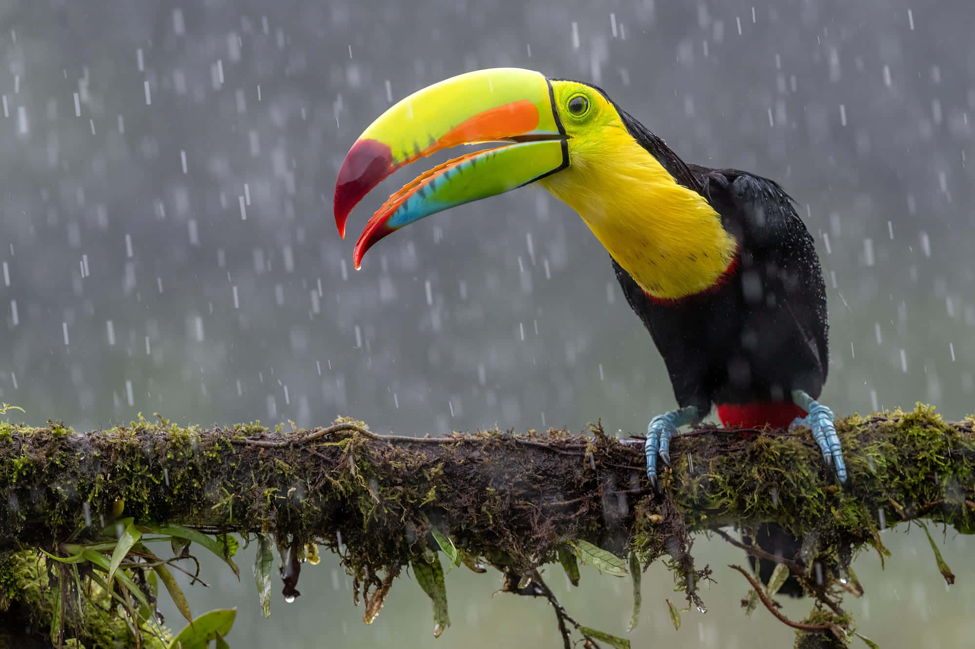 toucan, rainbow-beaked, mossy branch, Full HD Desktop Wallpaper