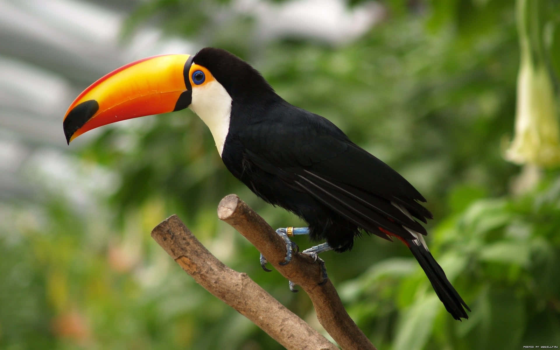 vibrant toucan, massive orange beak, branch, Full HD Desktop Wallpaper