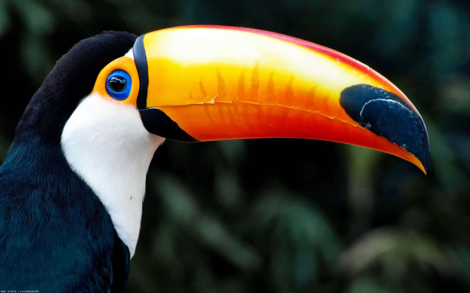 toucan, vibrant orange and yellow beak, piercing blue eye, Full HD Desktop Wallpaper