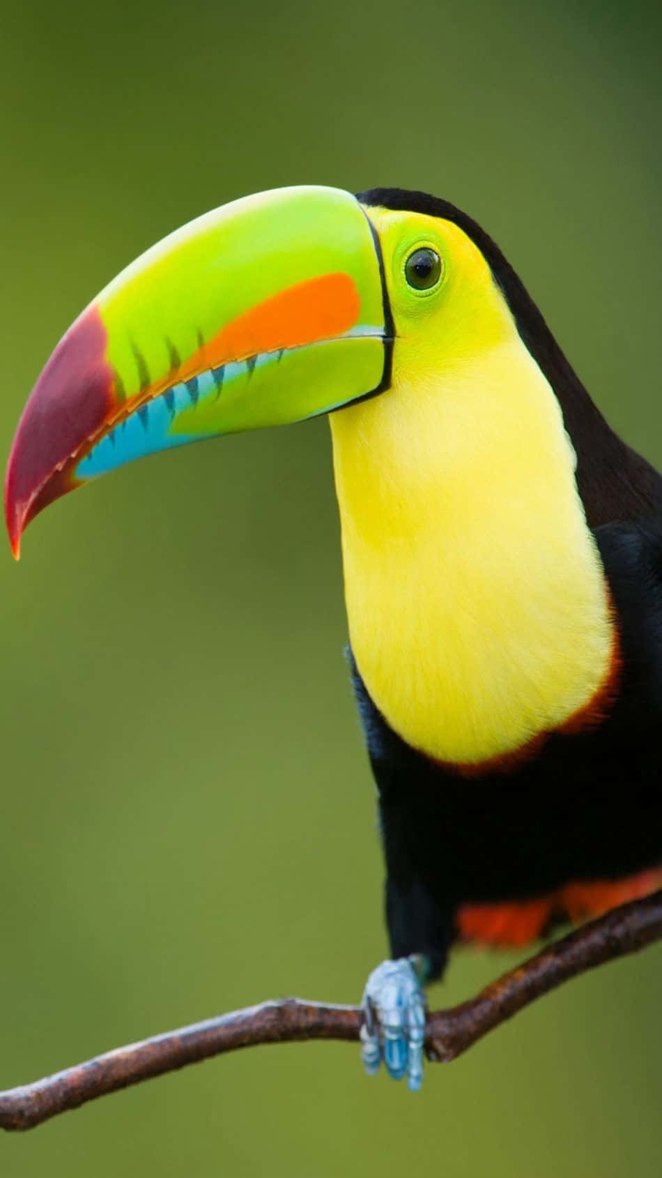 vibrant toucan, rainbow-colored beak, bright yellow chest, HD Phone Wallpaper