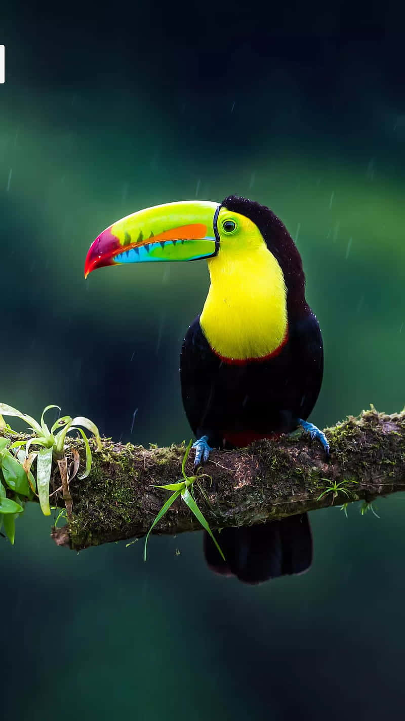 vibrant toucan, rainbow beak, mossy branch, HD Phone Wallpaper