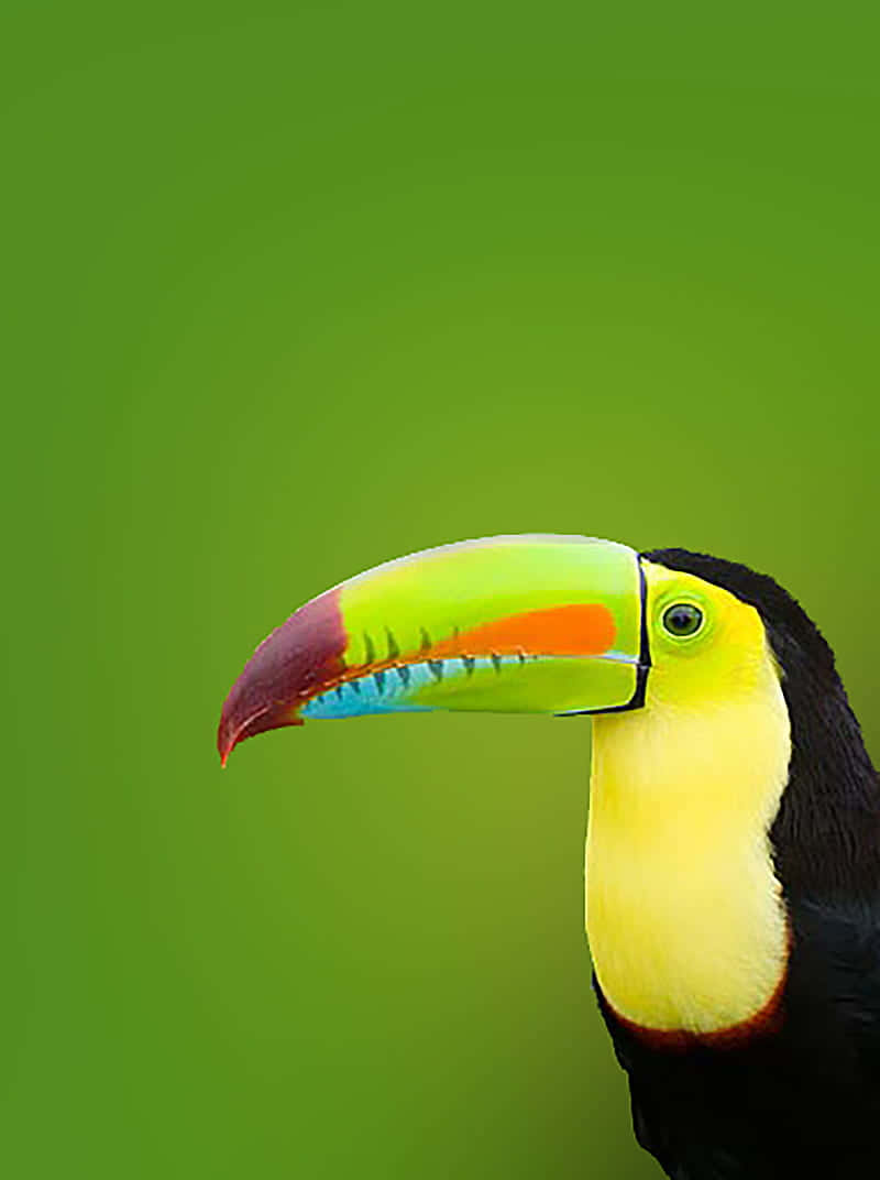 vibrant toucan, rainbow beak, yellow throat, SD Phone Wallpaper
