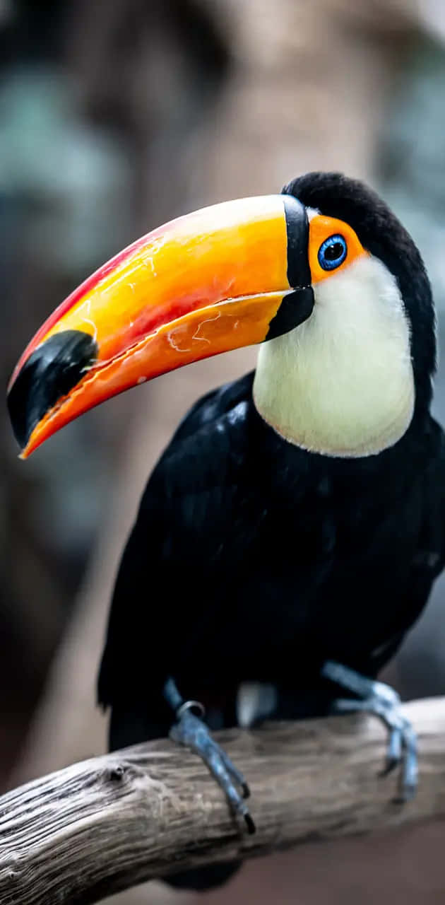 vibrant toucan, weathered branch, massive colorful beak, HD Phone Wallpaper
