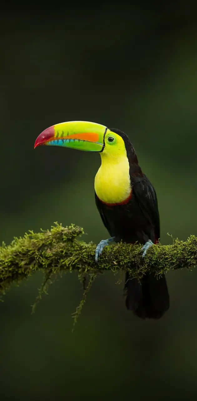 vibrant toucan, rainbow beak, mossy branch, HD Phone Wallpaper