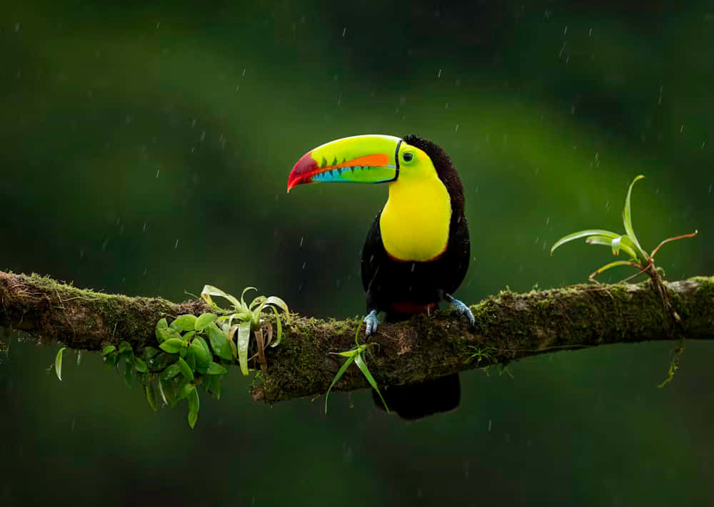 vibrant toucan, rainbow beak, mossy branch, SD Desktop Wallpaper