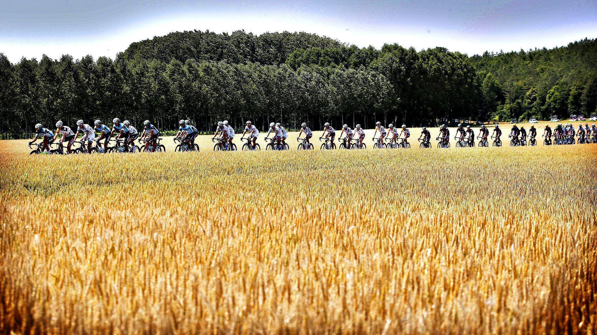 Tour de France, annual bike race, golden wheat field, Full HD Desktop Wallpaper