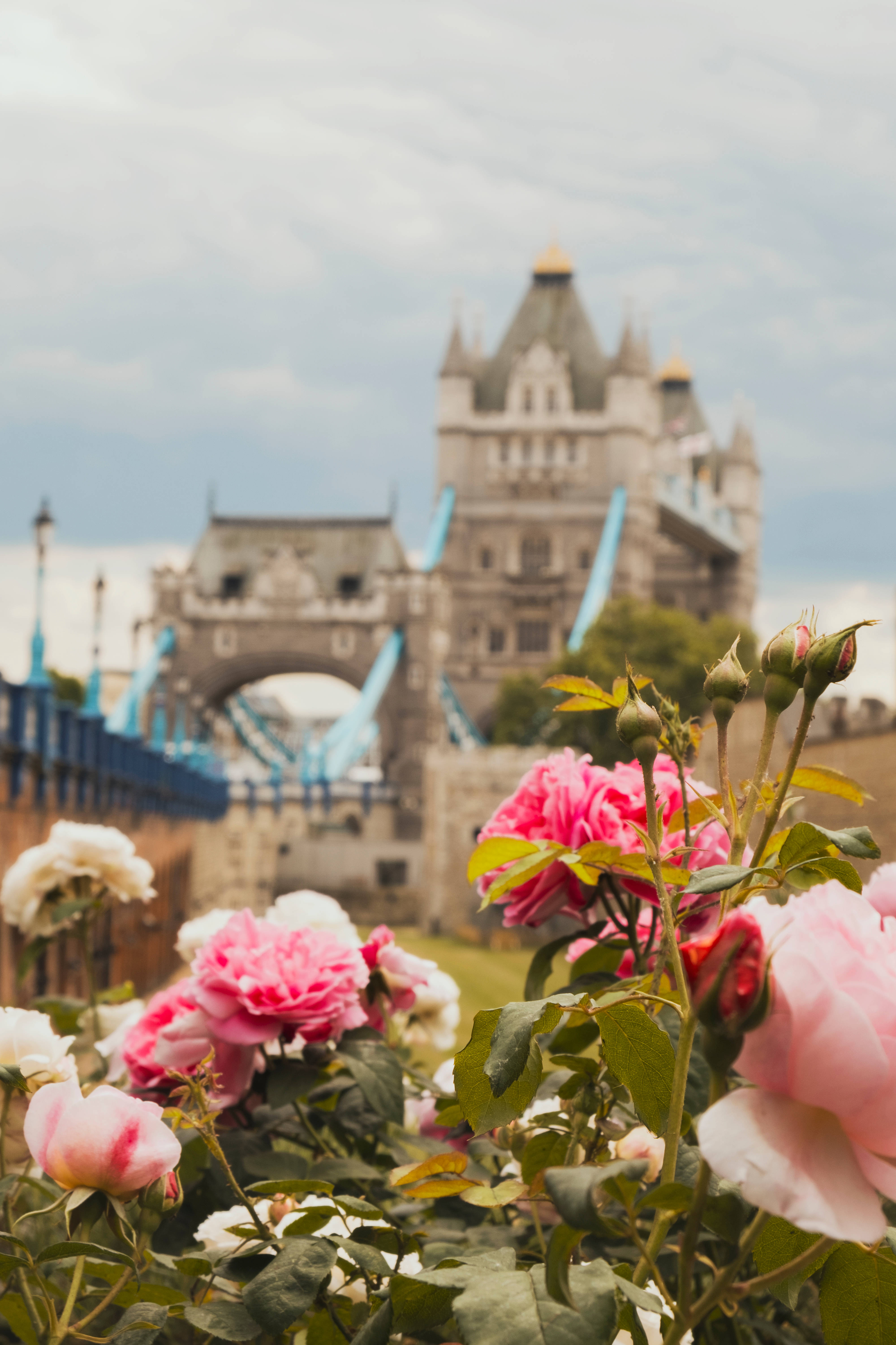 Tower Bridge, pink roses, white roses, 5K Phone Wallpaper