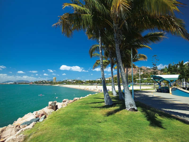 Townsville, beachfront, palm trees, SD Desktop Wallpaper