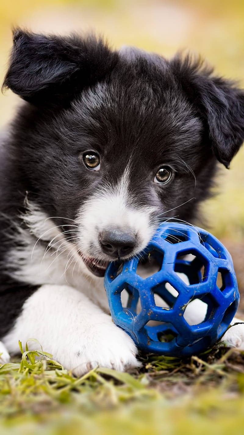 Border Collie puppy, blue geometric ball, grass, HD Phone Wallpaper