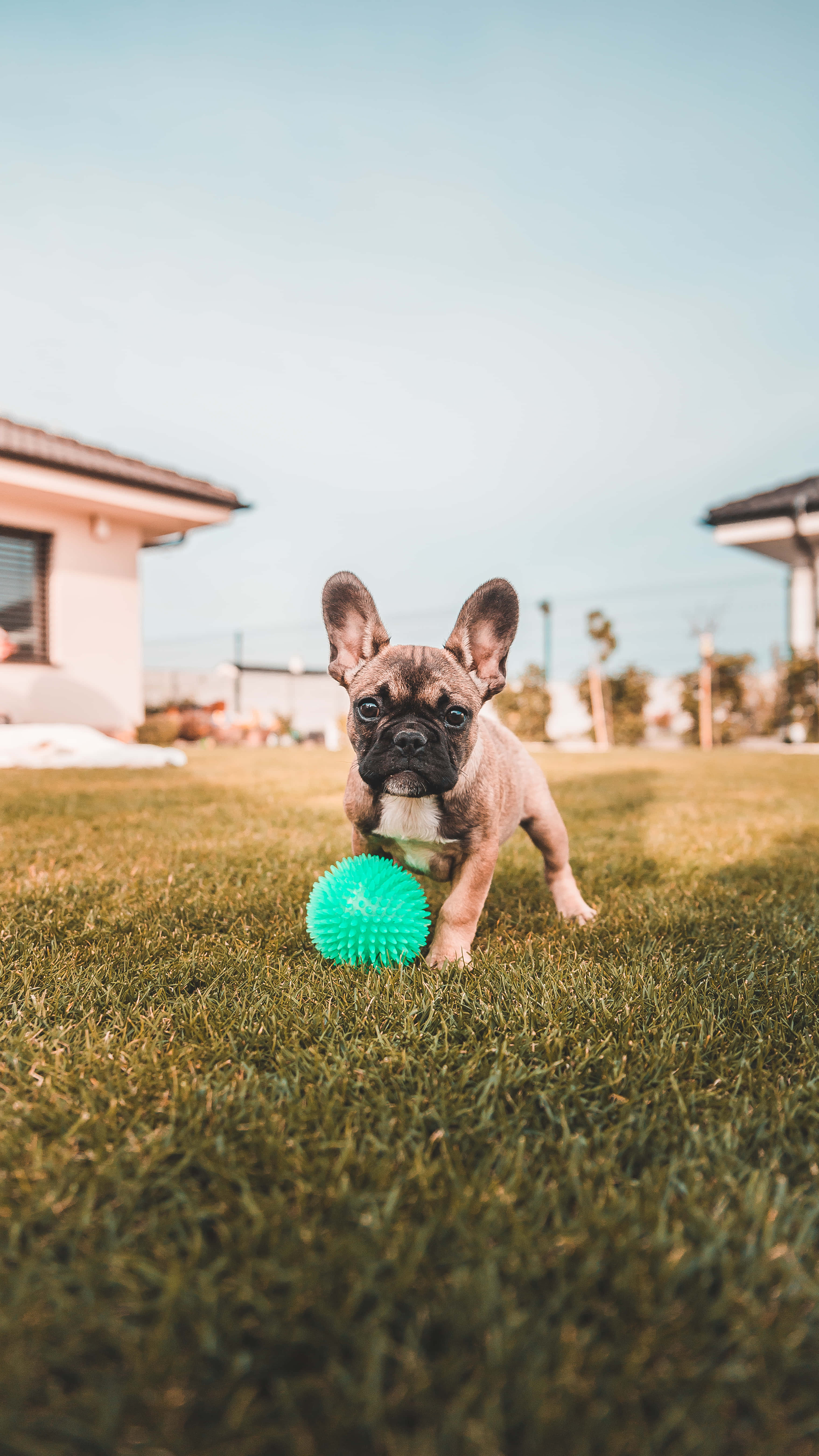 French Bulldog puppy, fawn, green grass, 5K Phone Wallpaper