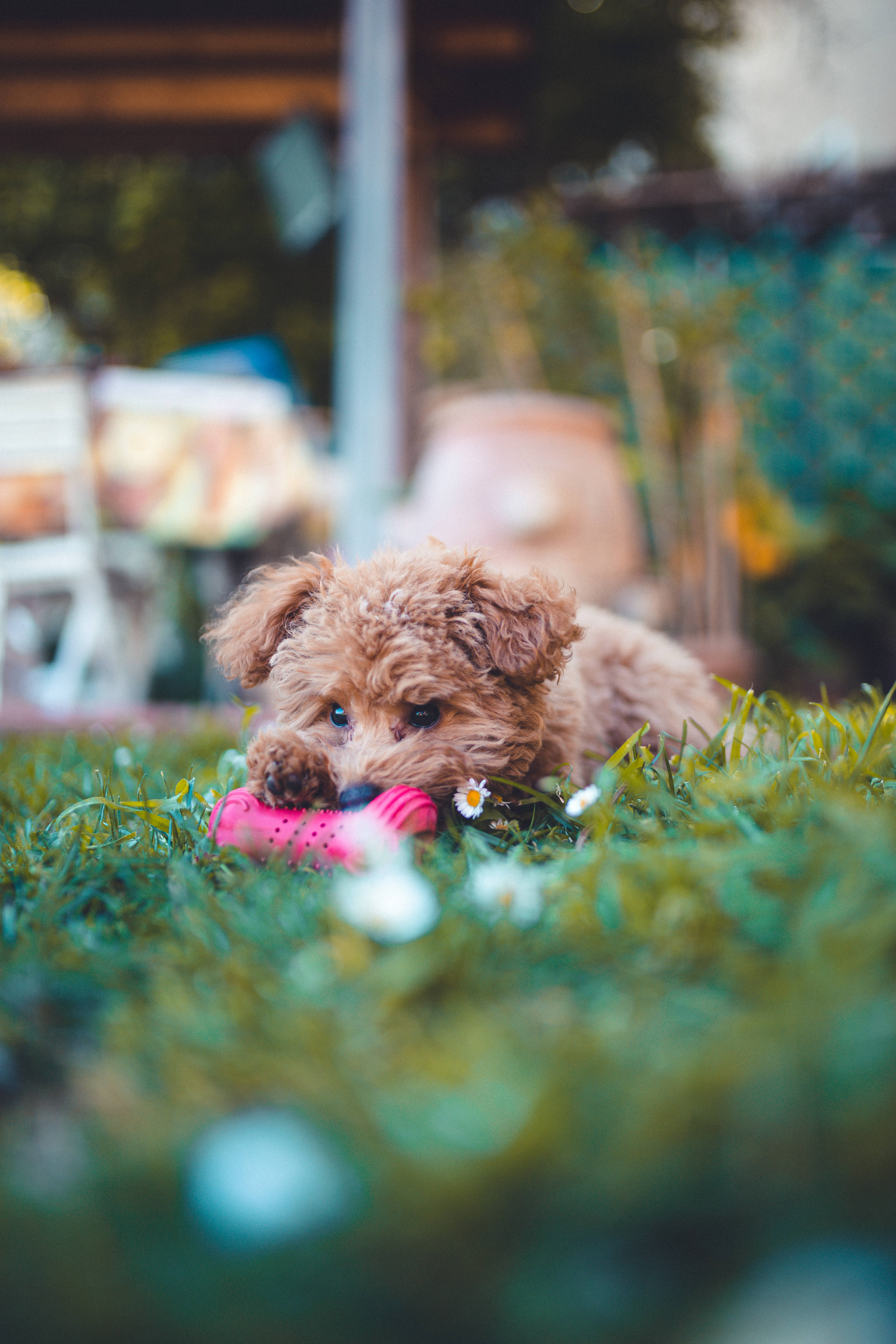 teacup poodle, red chew toy, pink toy, 5K Phone Wallpaper