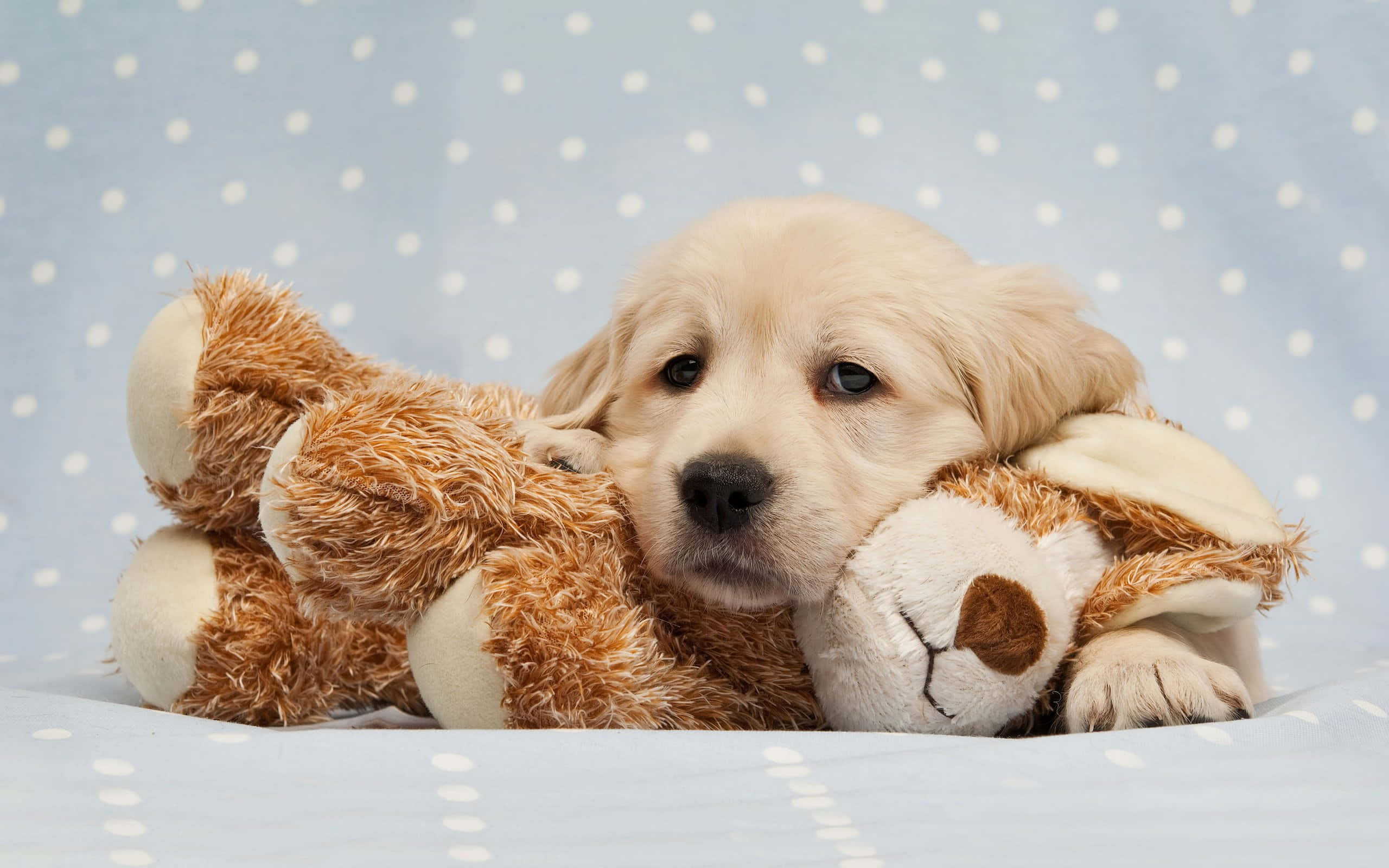 golden retriever puppy, brown plush teddy bear, light blue polka dot backdrop, 2K Desktop Wallpaper