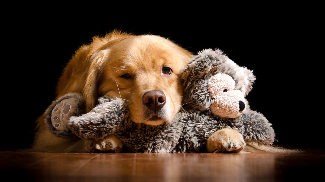 golden retriever, grey plush teddy bear, black background, HD Desktop Wallpaper
