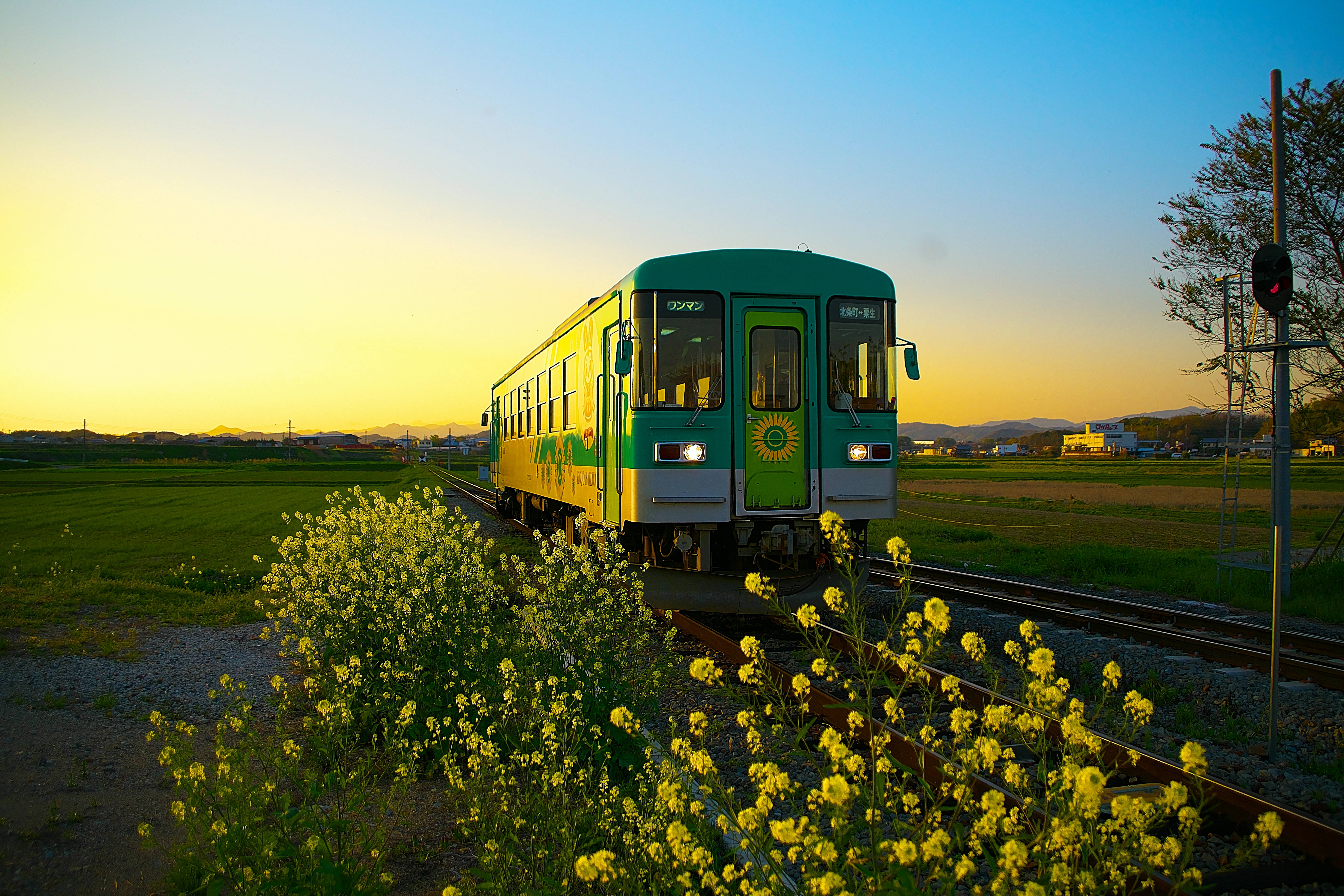 green train, yellow train, golden field, 8K Desktop Wallpaper