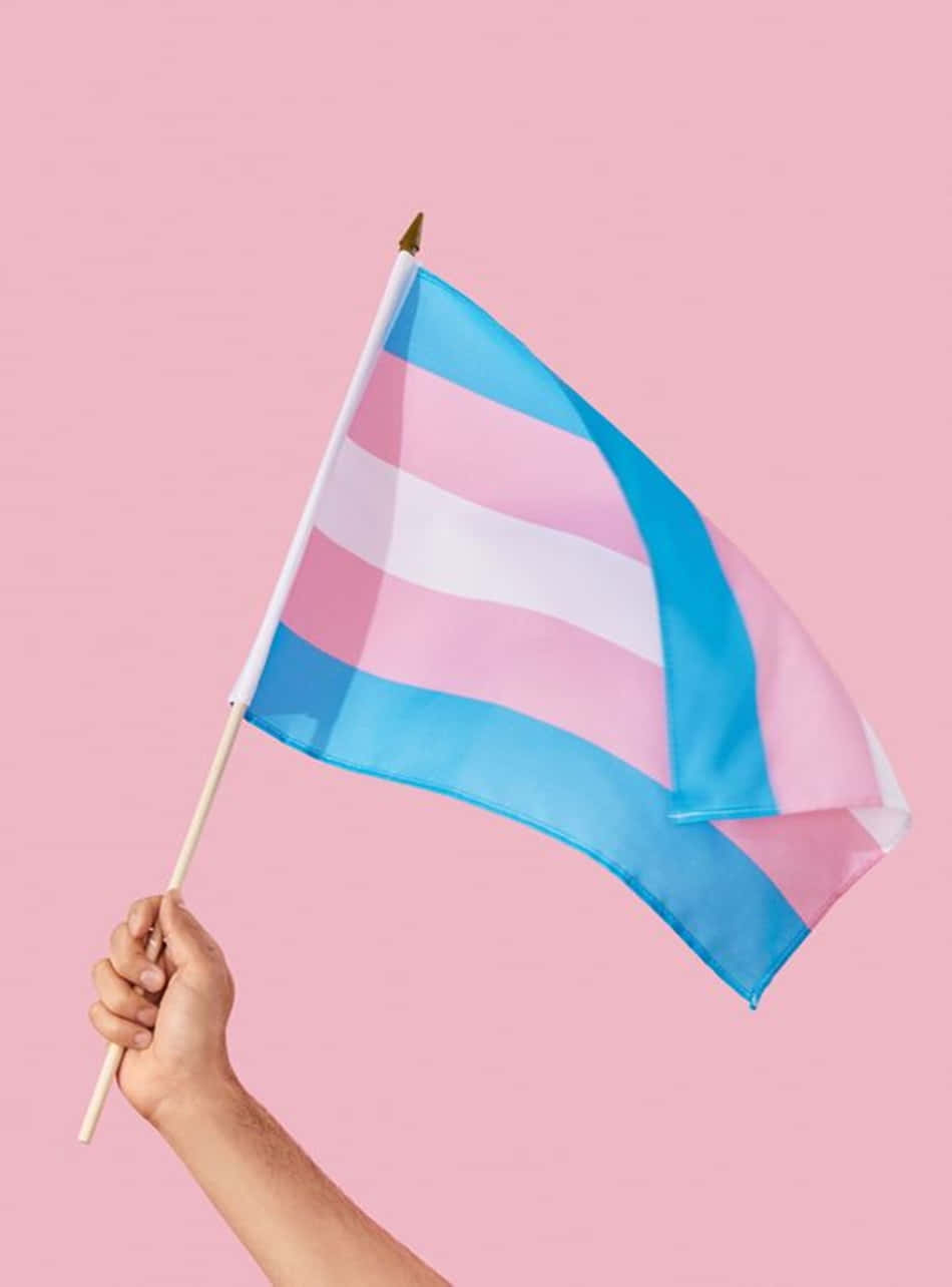 transgender pride flag, pink background, hand, HD Phone Wallpaper