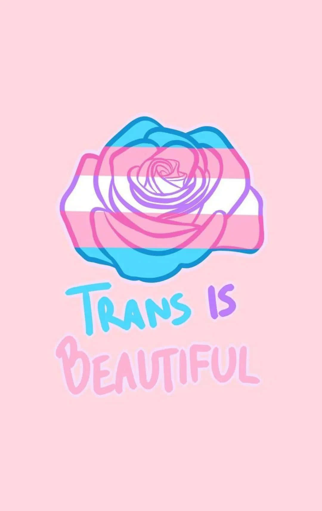 trans flag stripes, rose, soft pink background, HD Phone Wallpaper
