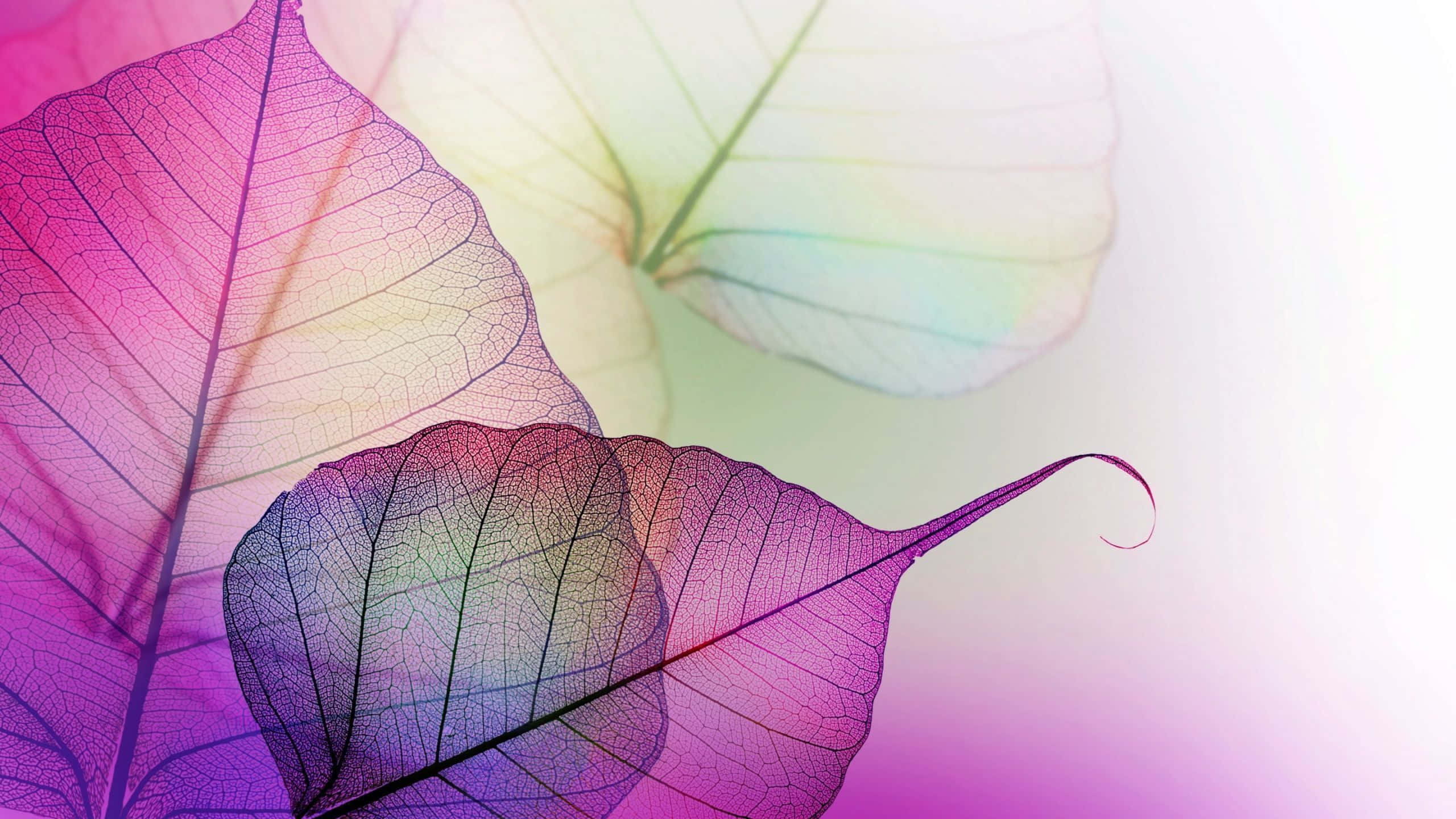 translucent sky, rainbow hues, soft gradient background, 2K Desktop Wallpaper