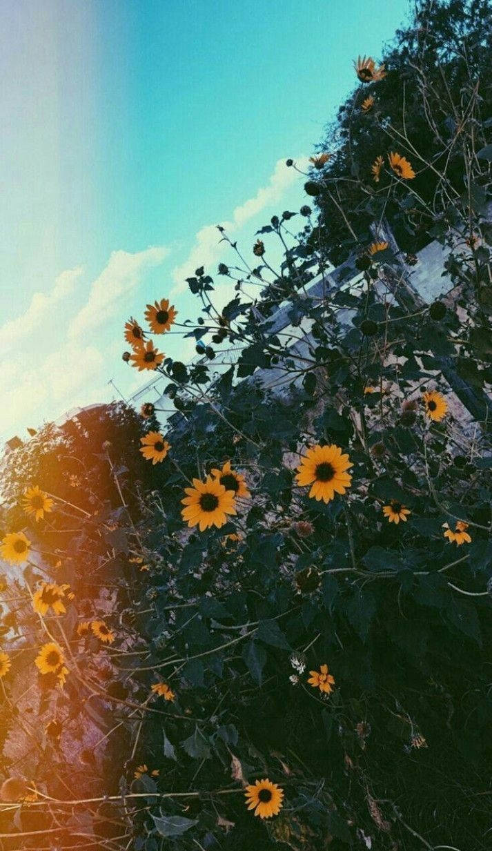 vintage aesthetic phone, sunflowers, bright blue sky, SD Phone Wallpaper