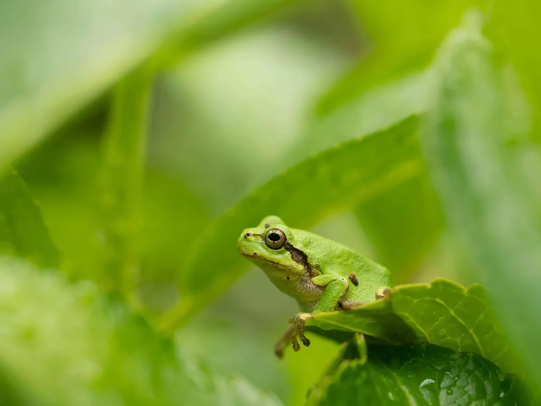 Tree Frog Wallpapers