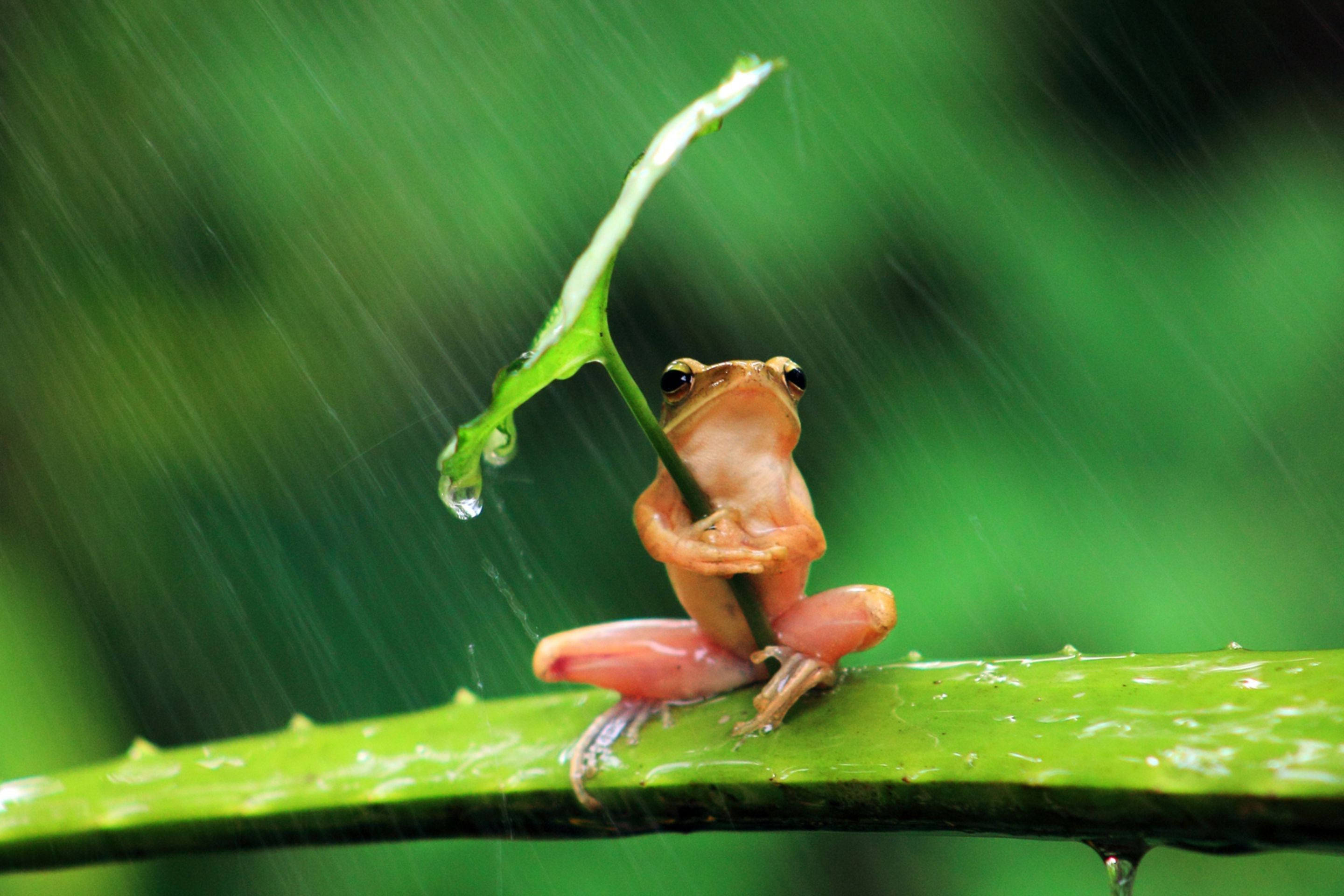 Rain Nature Frog, orange frog, green leaf, 2K Desktop Wallpaper