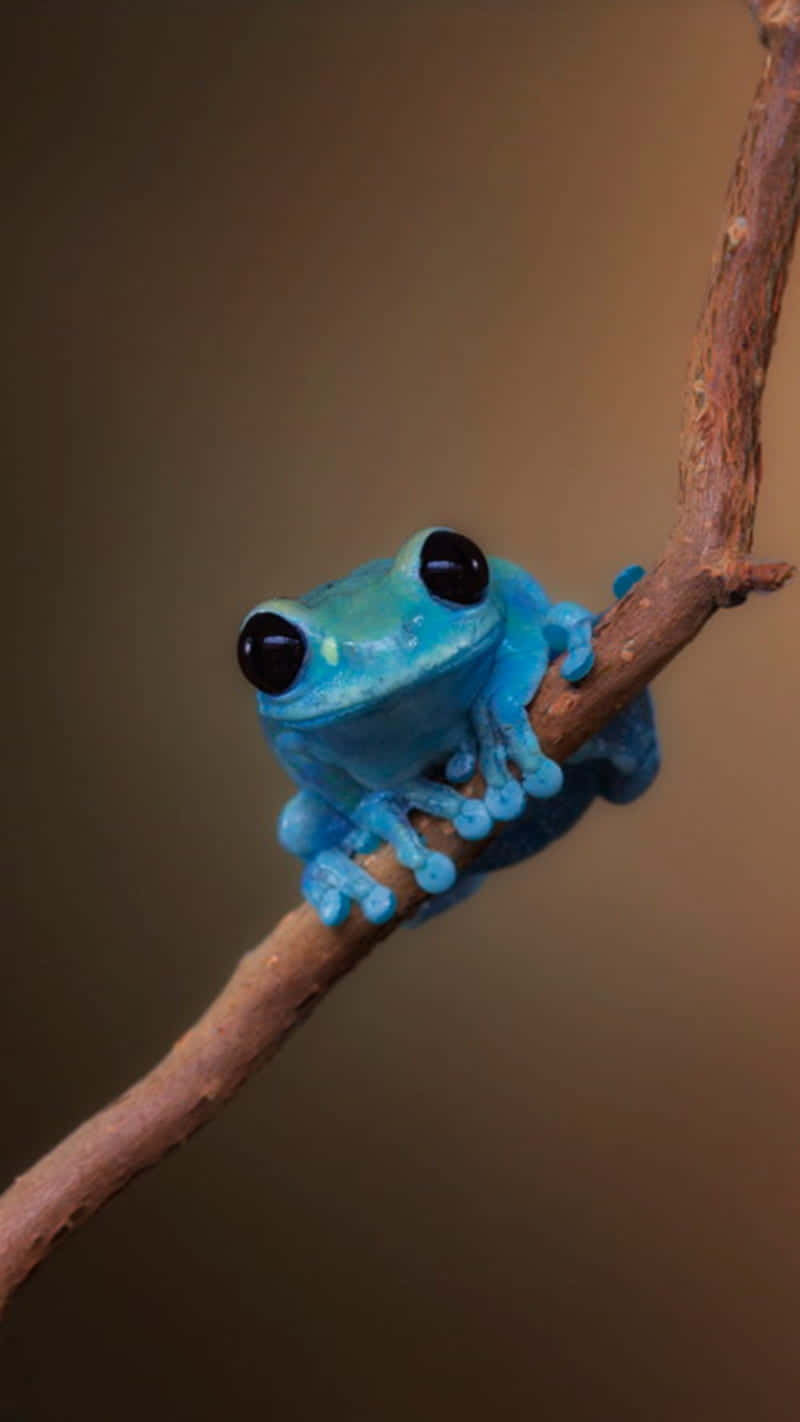 Blue Tree Frog, brown branch, large black eyes, HD Phone Wallpaper