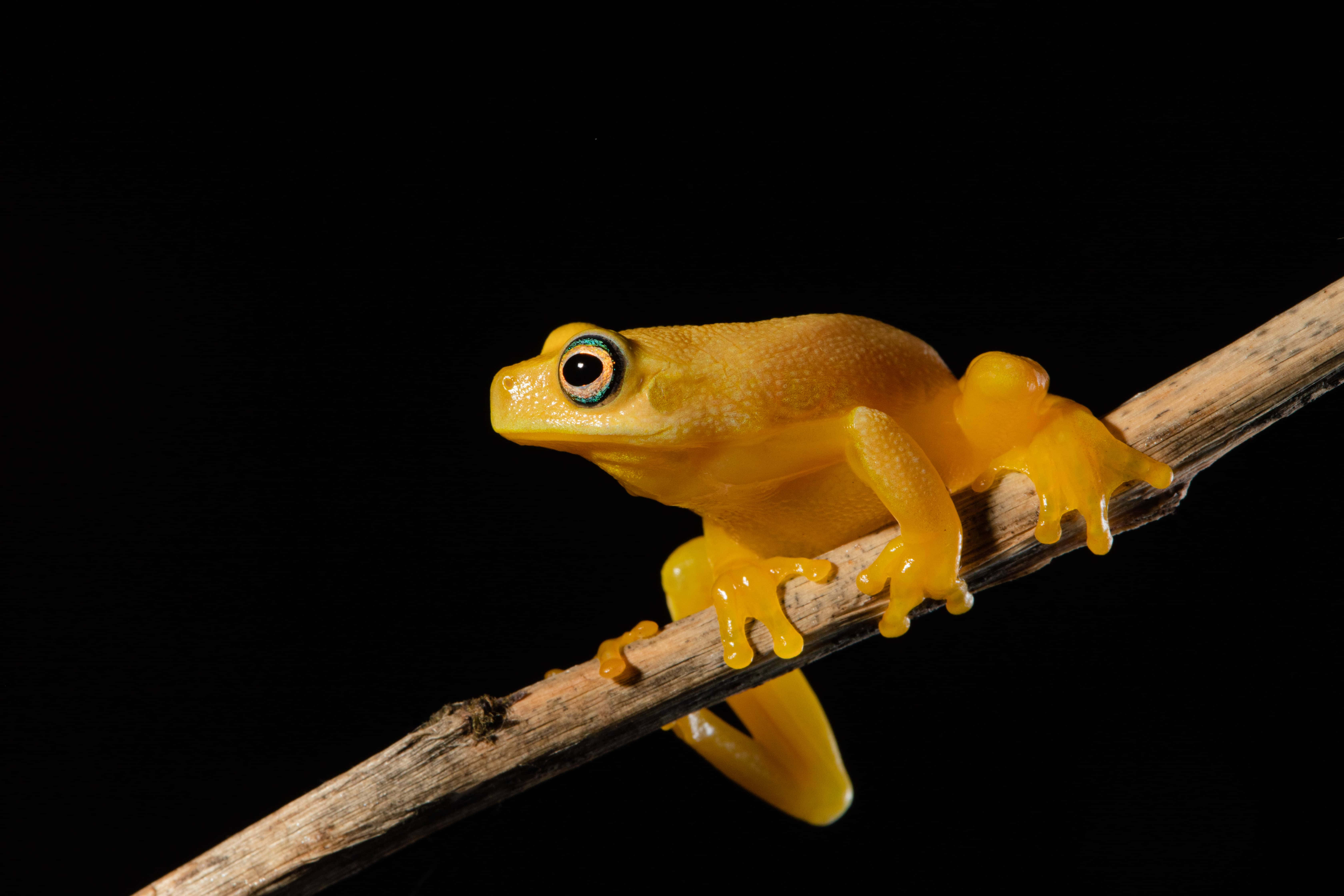 golden tree frog, dry twig, pure black background, 5K Desktop Wallpaper