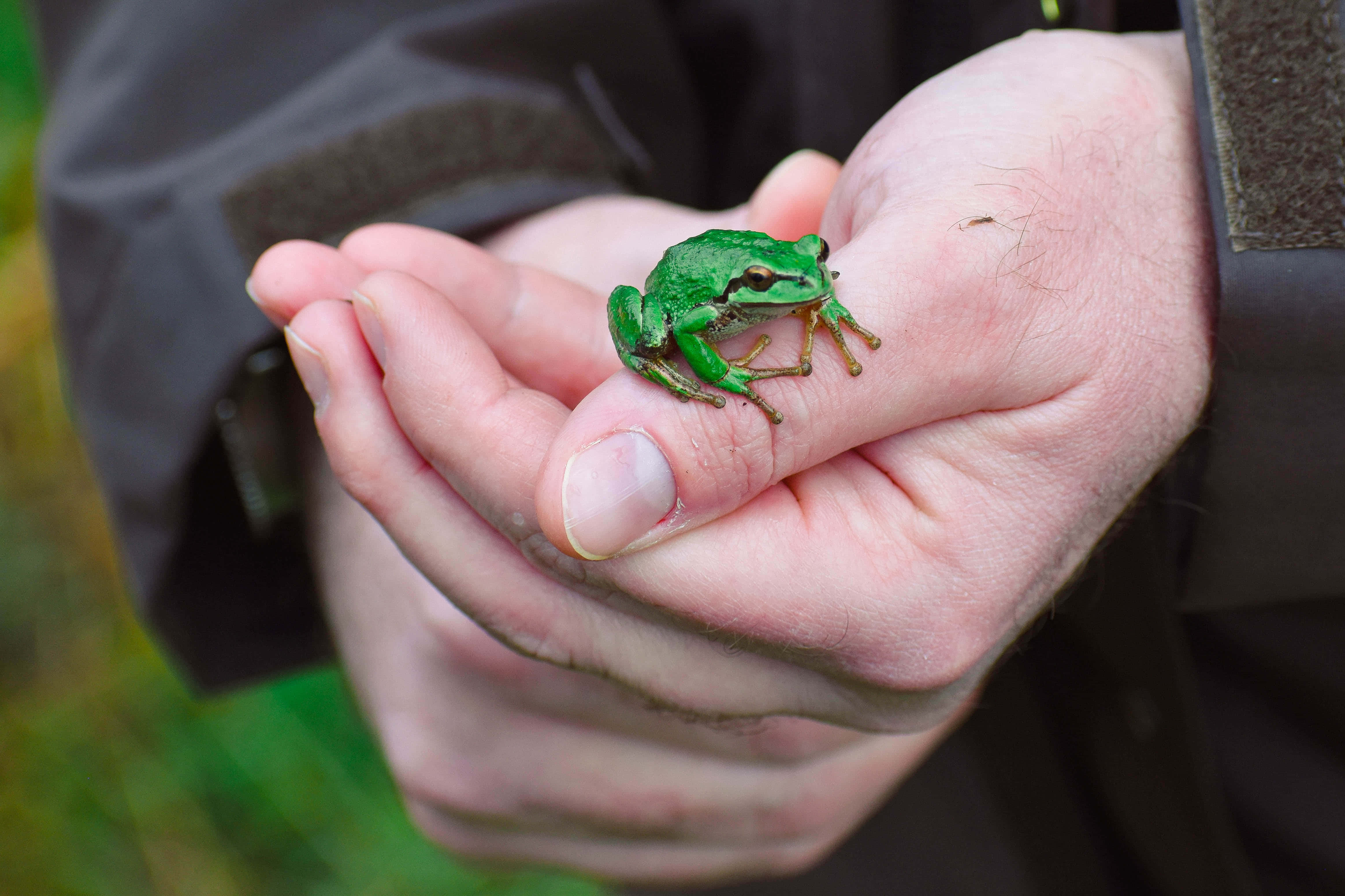 green frog, open human hand, blurred natural backdrop, 4K Desktop Wallpaper