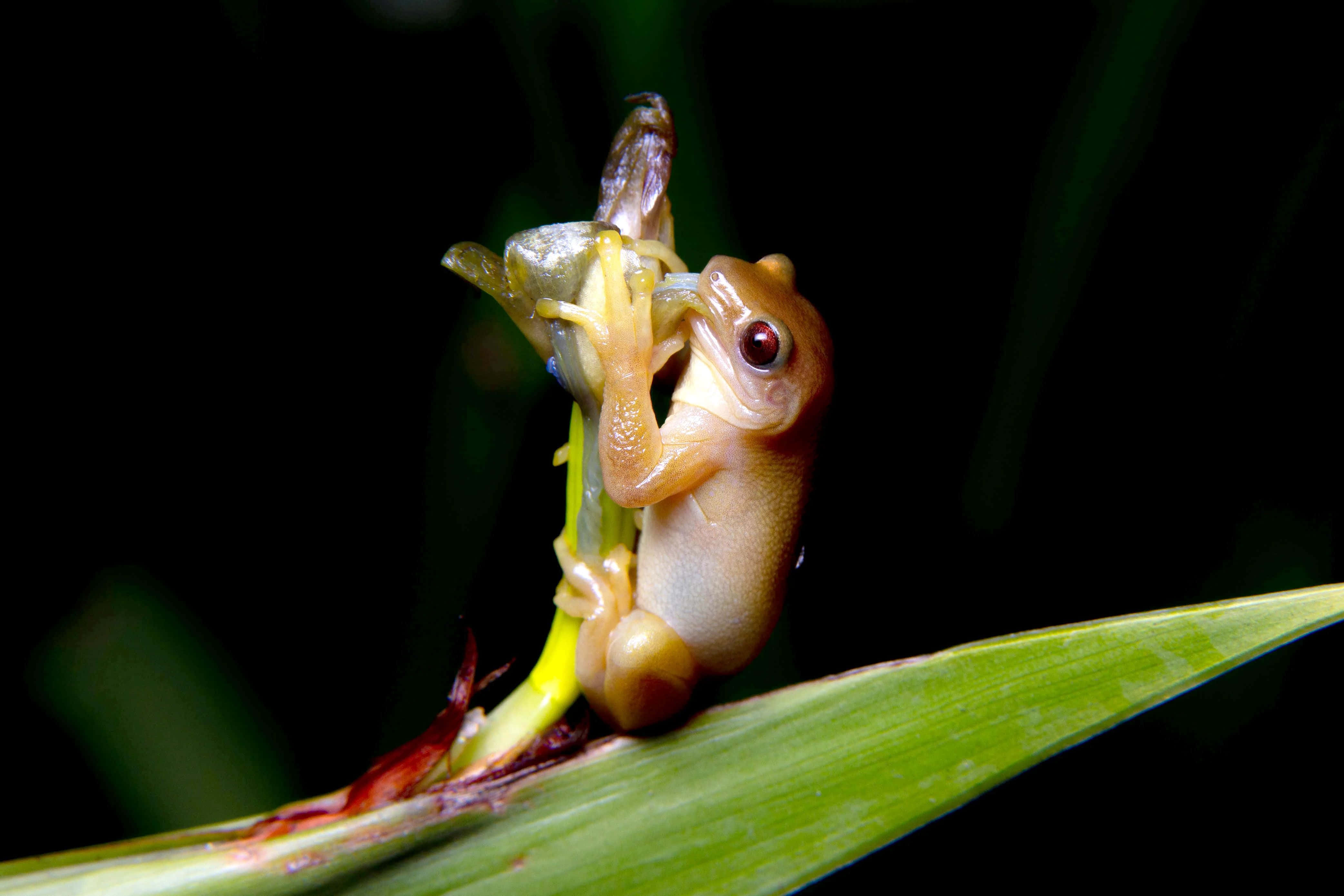 Tree Frog, brown frog, red eyes, 4K Desktop Wallpaper