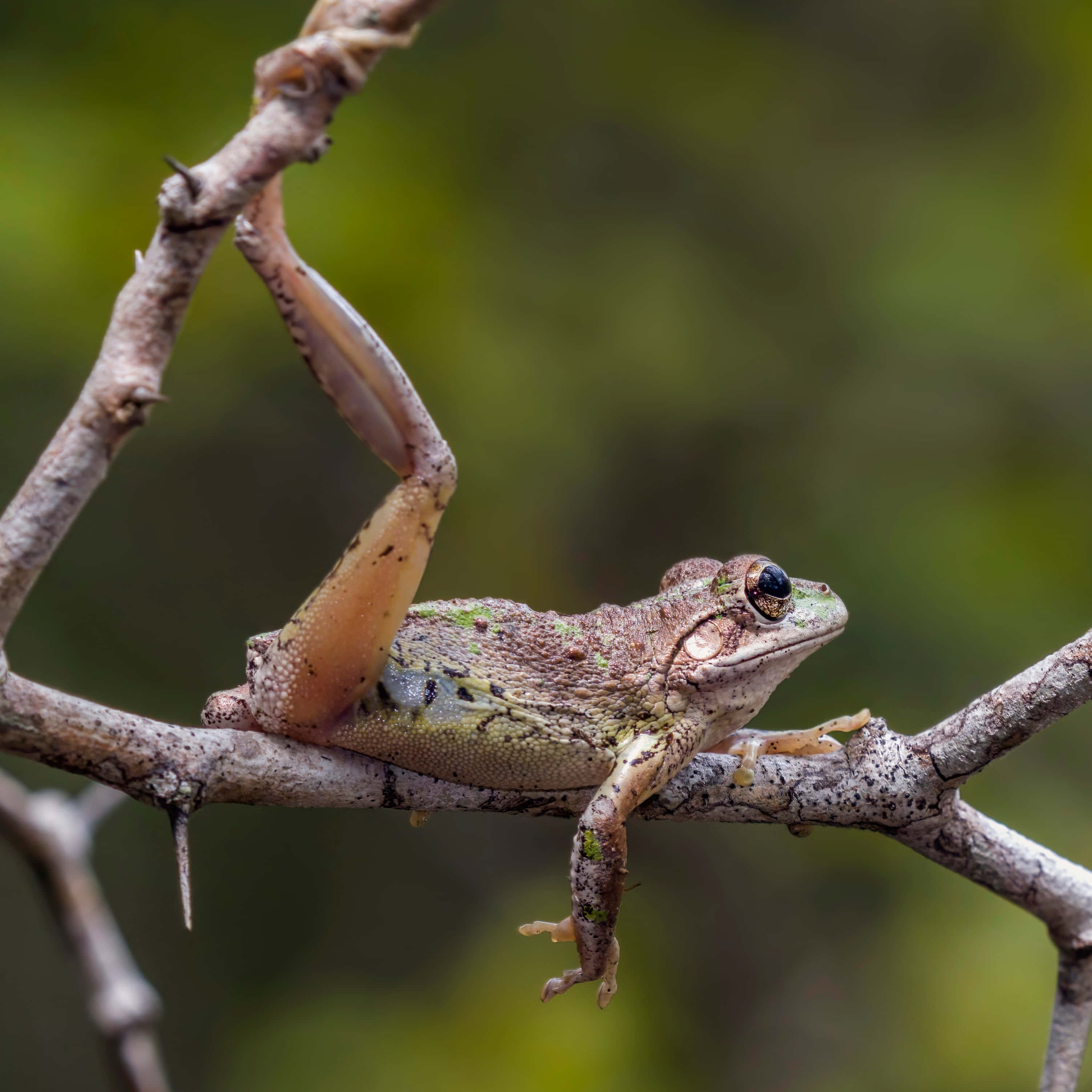 tree frog, thorny branch, green background, 2K Desktop Wallpaper
