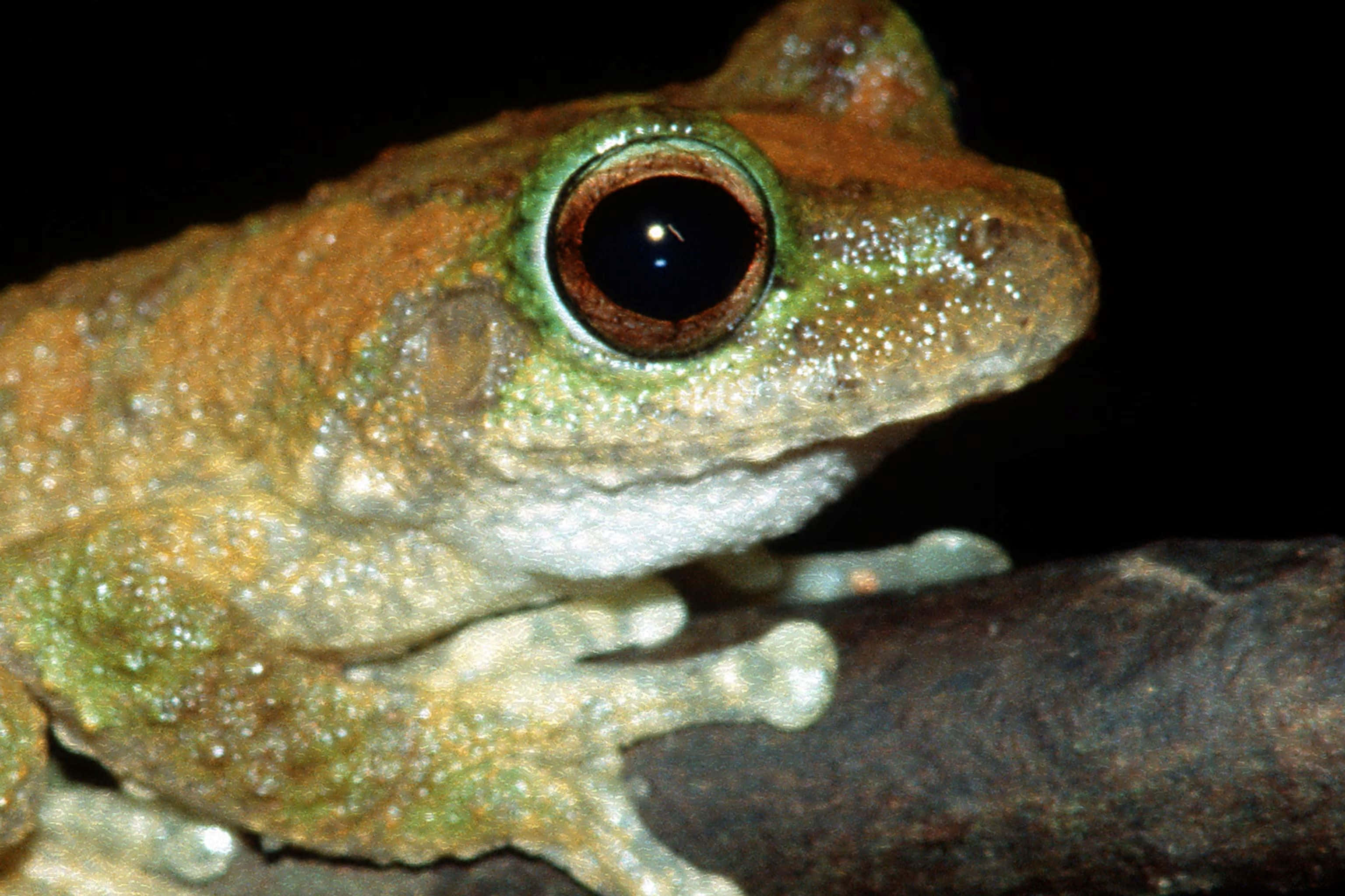 tree frog, large brown eyes, mottled green brown skin, 2K Desktop Wallpaper