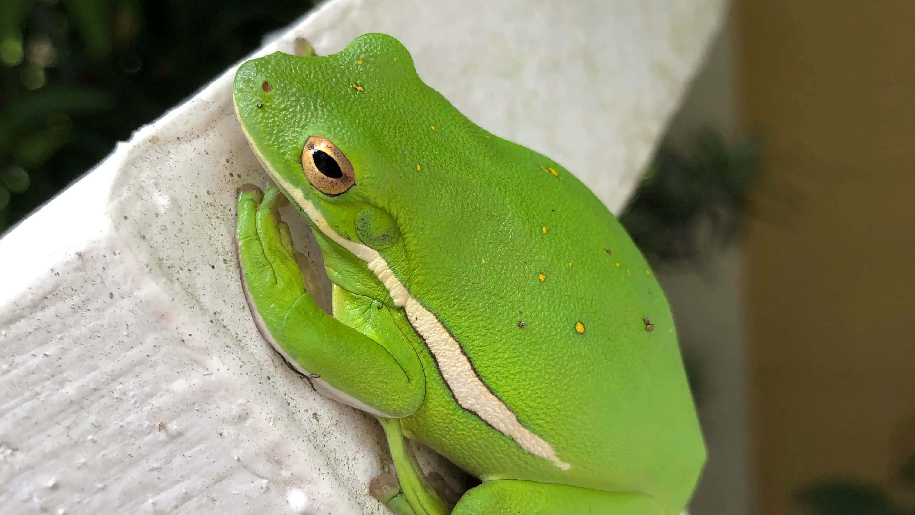 green tree frog, yellow spots, white stripe, 2K Desktop Wallpaper