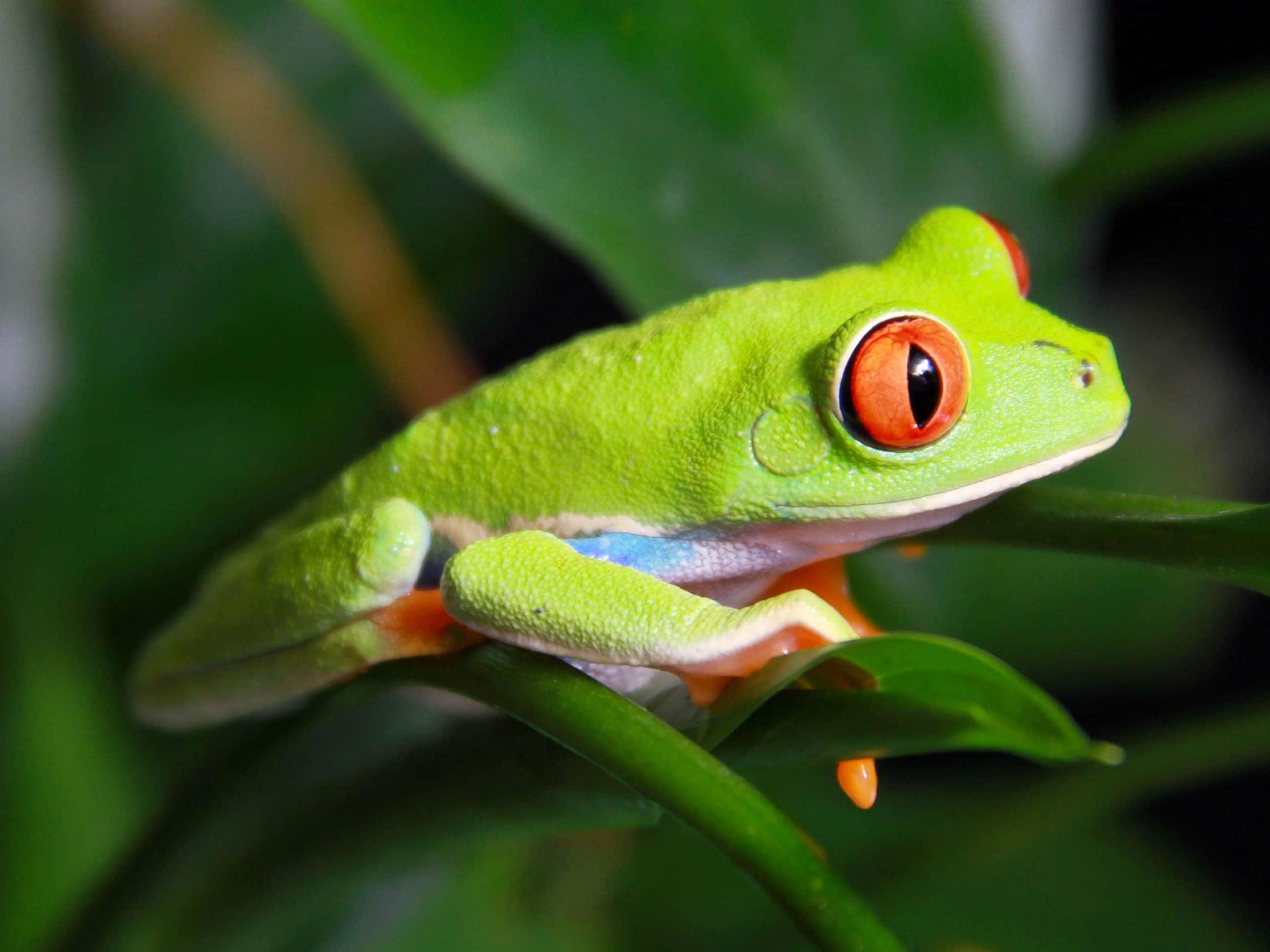 vibrant green tree frog, striking red eyes, leafy branch, 2K Desktop Wallpaper