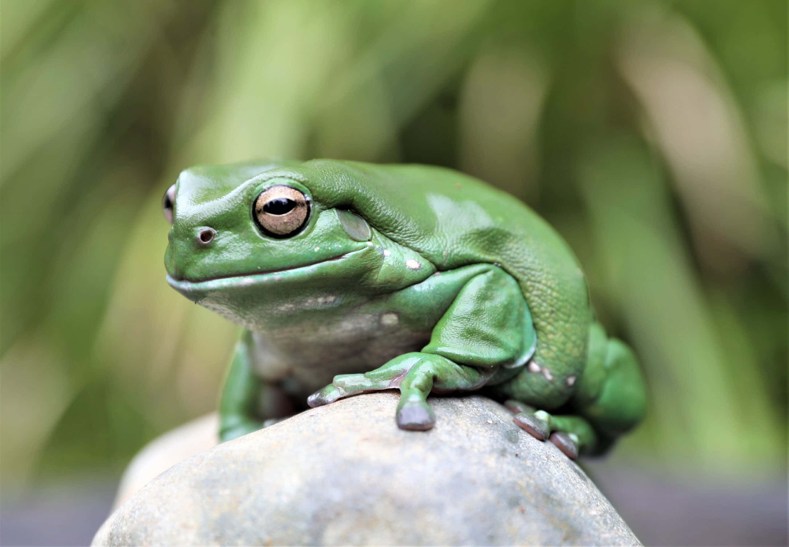 Green Tree Frog, smooth gray rock, soft blurred green foliage background, 2K Desktop Wallpaper