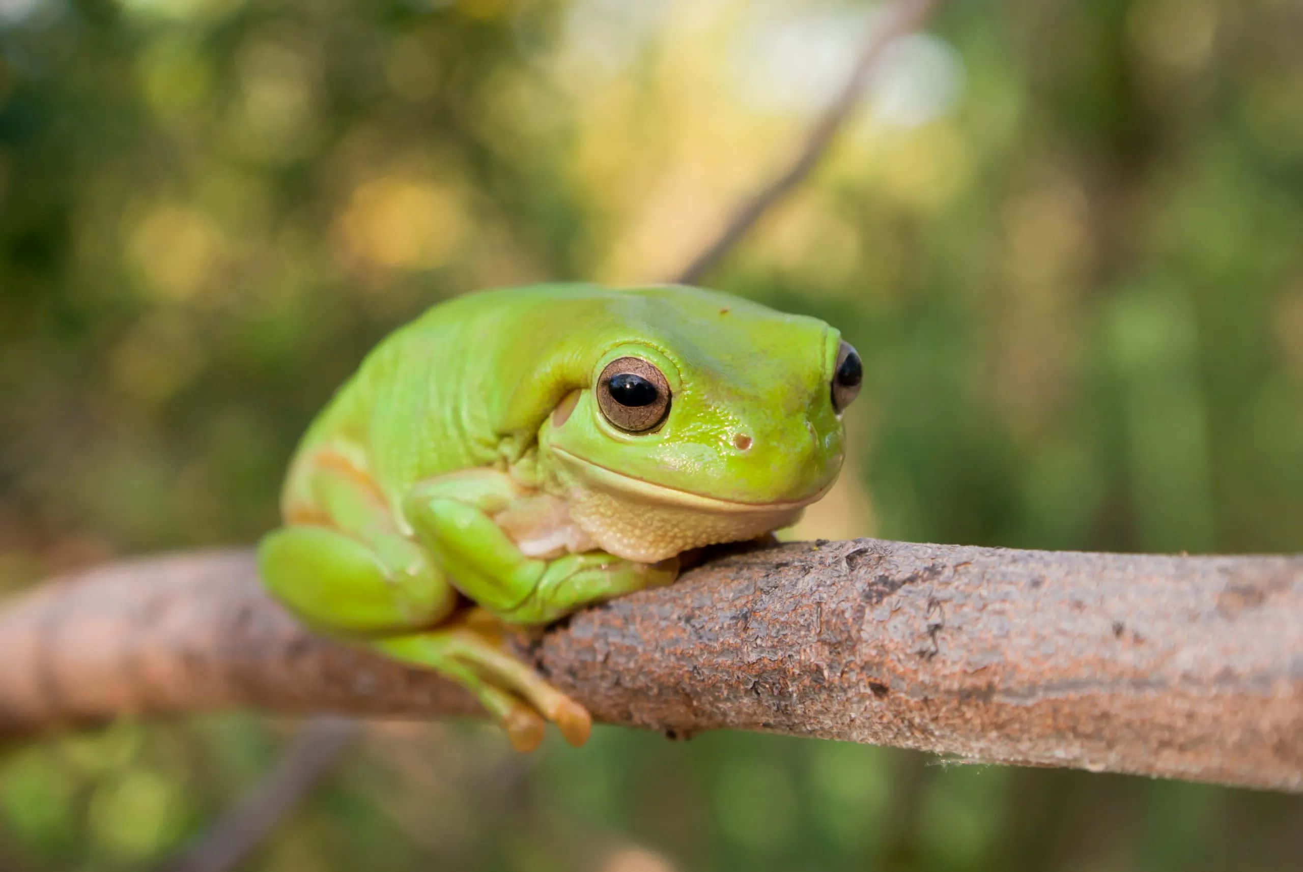 Green Tree Frog, textured brown branch, soft blurred forest background, 2K Desktop Wallpaper
