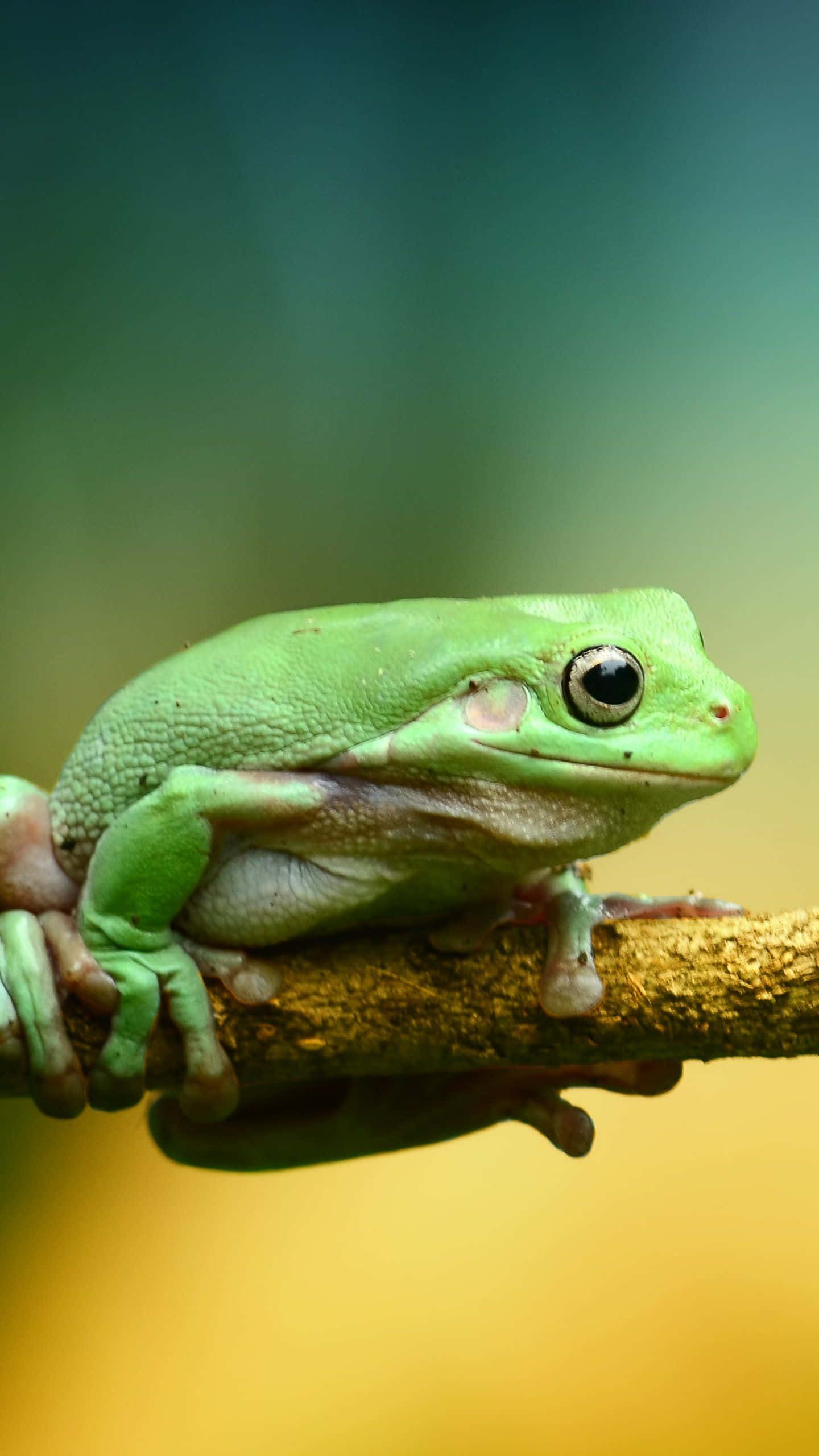 Green Tree Frog, textured brown branch, soft blurred green and yellow background, 2K Phone Wallpaper