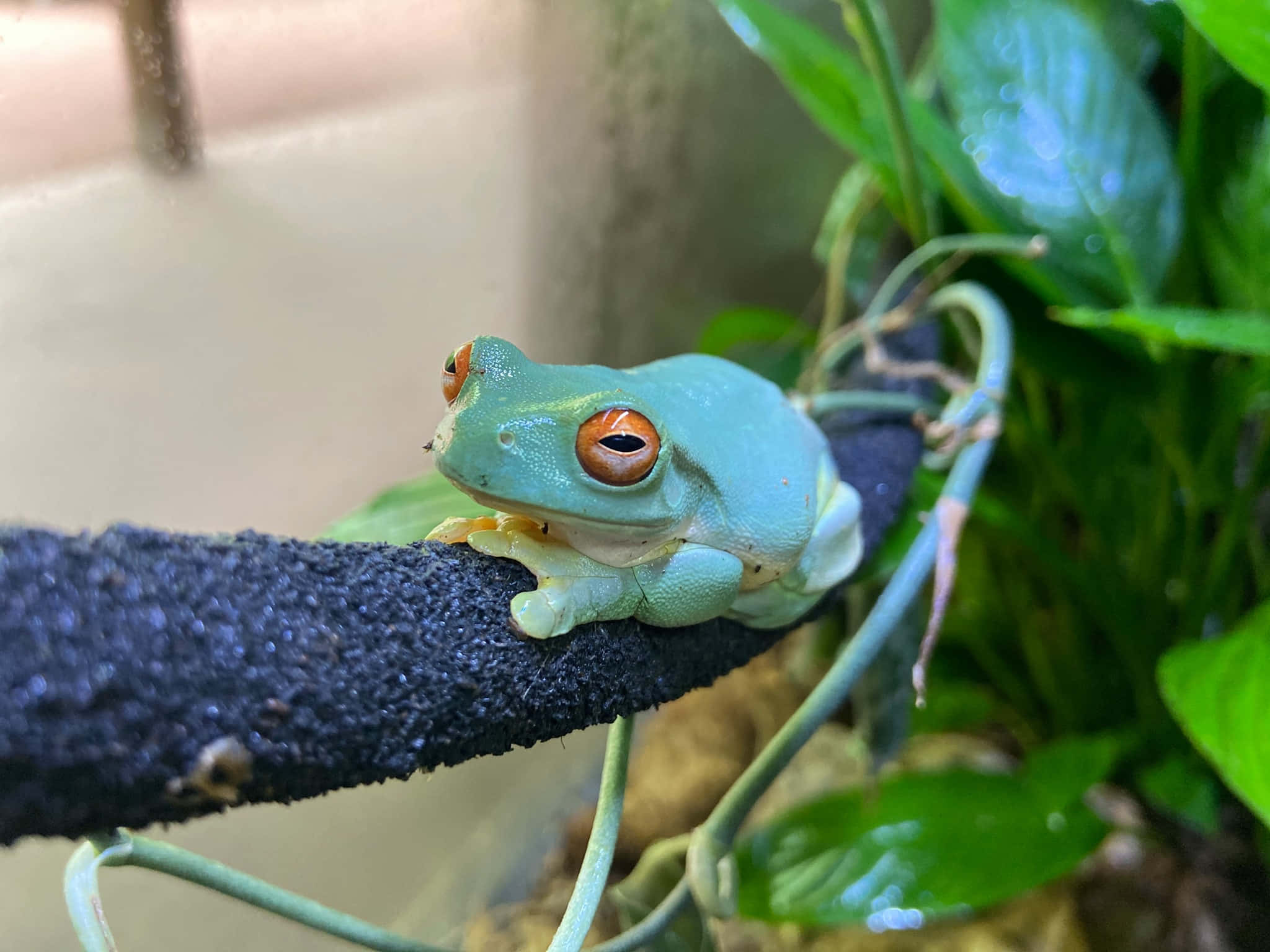 Green Tree Frog, orange eyes, dark textured branch, Full HD Desktop Wallpaper